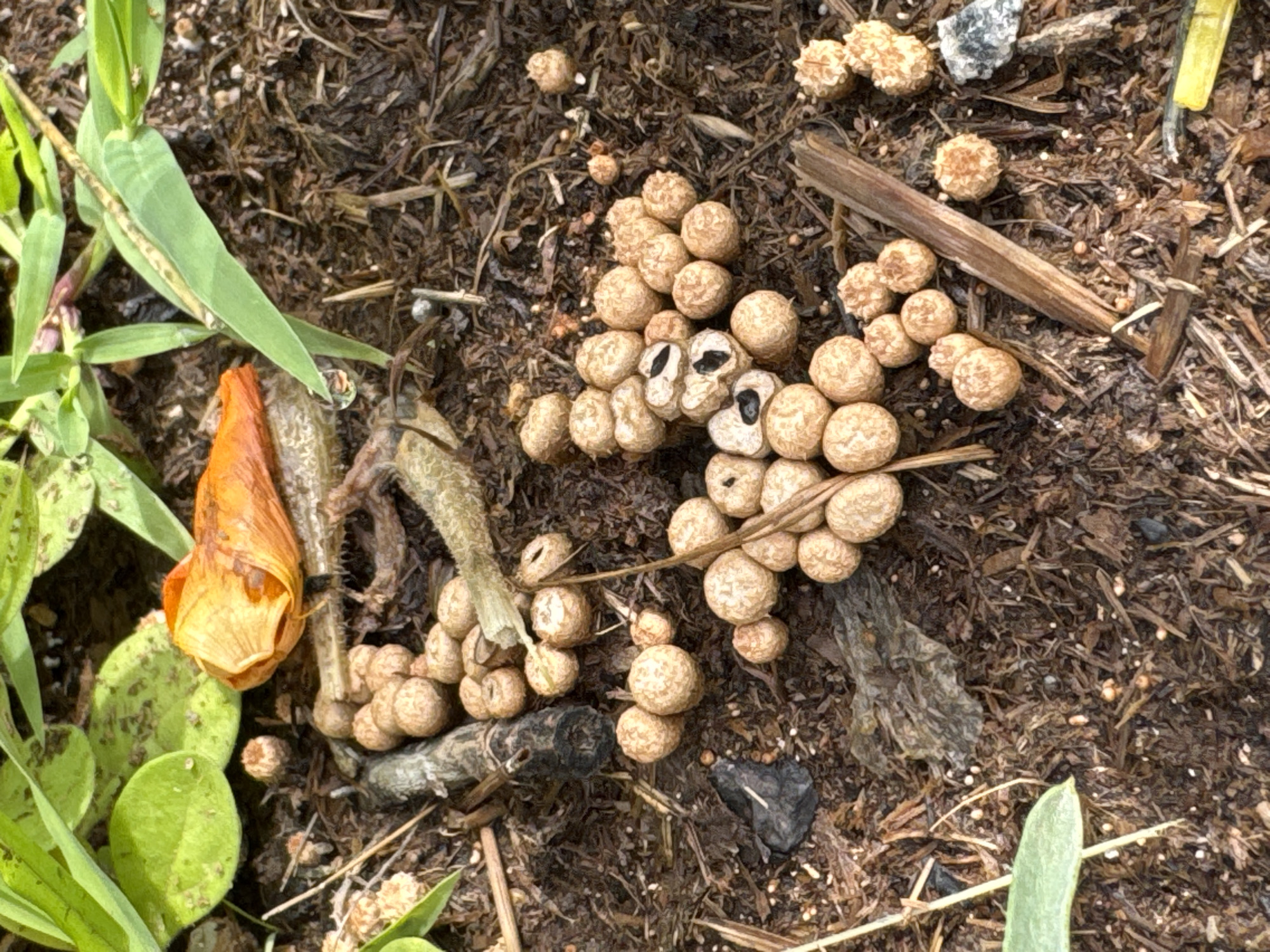 This close-up, eye-level, outdoor shot captures a cluster of small, tan-colored, spherical mushrooms growing in dark, moist soil amongst leaf litter and other organic debris. Several of the mushrooms are intact, while a few in the center of the frame have broken open, revealing a dark interior. A dried orange petal from a flower lies to the upper left of the cluster, and green leaves are visible at the top and left edges of the frame. A small piece of grey rock is present in the lower right corner. The lighting suggests it is daytime, possibly overcast. The scene is consistent with a garden or natural area.