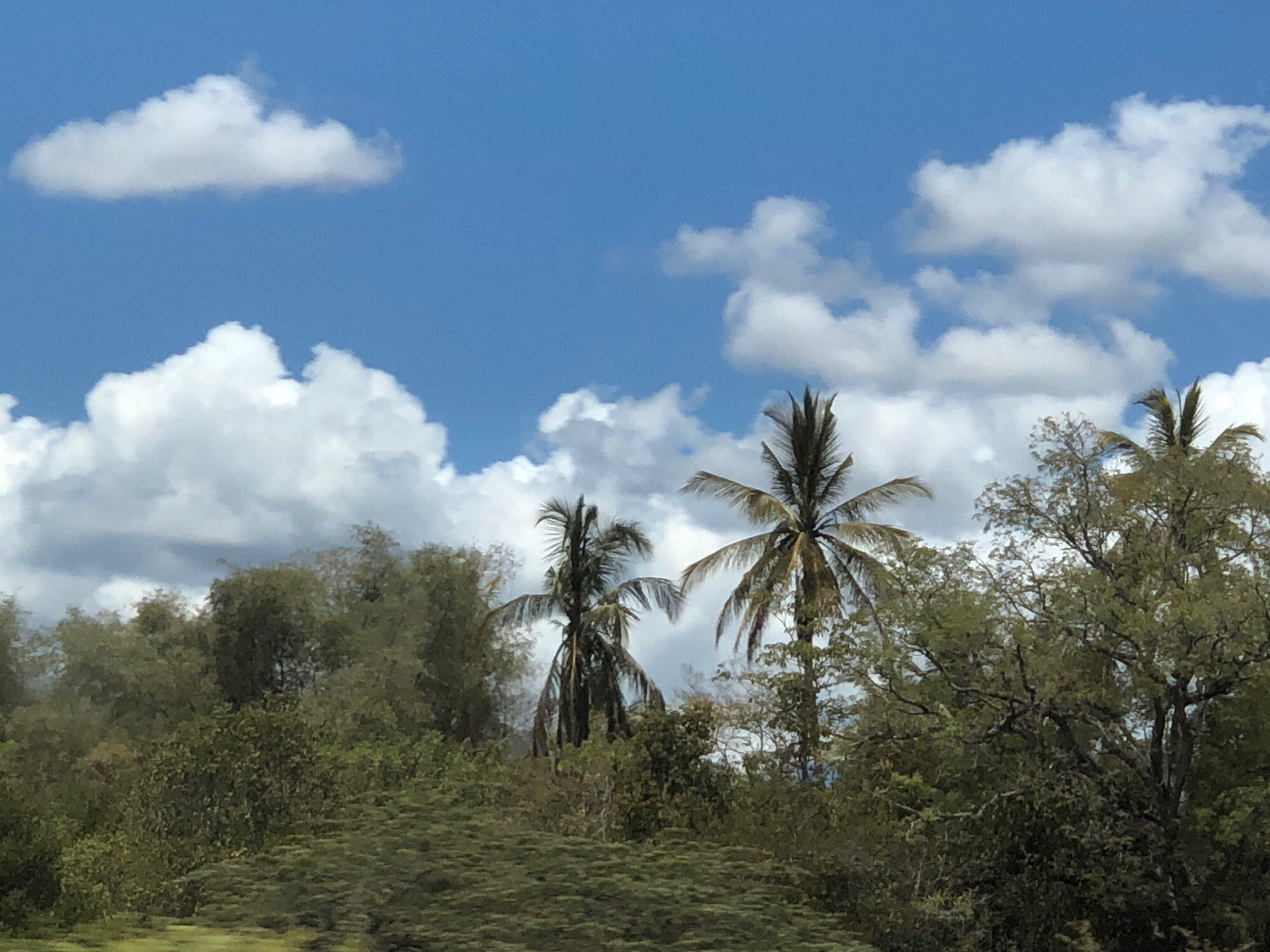 The image depicts a view of lush green vegetation and palm trees under a bright blue sky with scattered white clouds. The foreground is filled with dense foliage, appearing as a textured carpet of greenery. Behind this, several trees with dense canopies are visible, interspersed with at least three prominent palm trees, two of which are tall and slender with characteristic fronds. The sky is a vibrant blue, with large, puffy white clouds dominating the upper portion of the frame. The overall scene suggests a tropical or subtropical environment. This image is located in the city of Buengsimek, Indonesia.