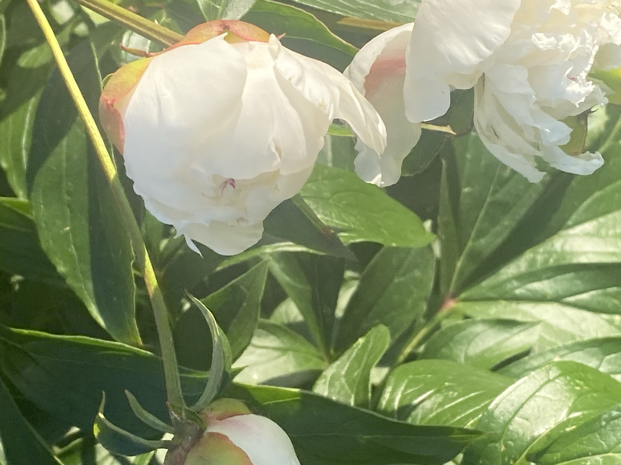 This close-up media file captures a cluster of white peonies in bloom, set against a backdrop of lush green foliage. The image focuses on the delicate petals and buds of the flowers, with some showing hints of pink and yellow at their edges, suggesting they are either just opening or are a variety with subtle color variations. Sunlight streams through the leaves, creating highlights and shadows that add depth and texture to the scene.
The peonies appear to be in a garden or natural setting, likely outdoors. The time of day seems to be daytime, given the bright lighting. The overall mood is serene and natural, emphasizing the beauty of the flowers and the vibrancy of the plant life. There is no visible text in the media file. The location context provided is Krupki, Belarus, which aligns with the possibility of peonies thriving in such a climate.