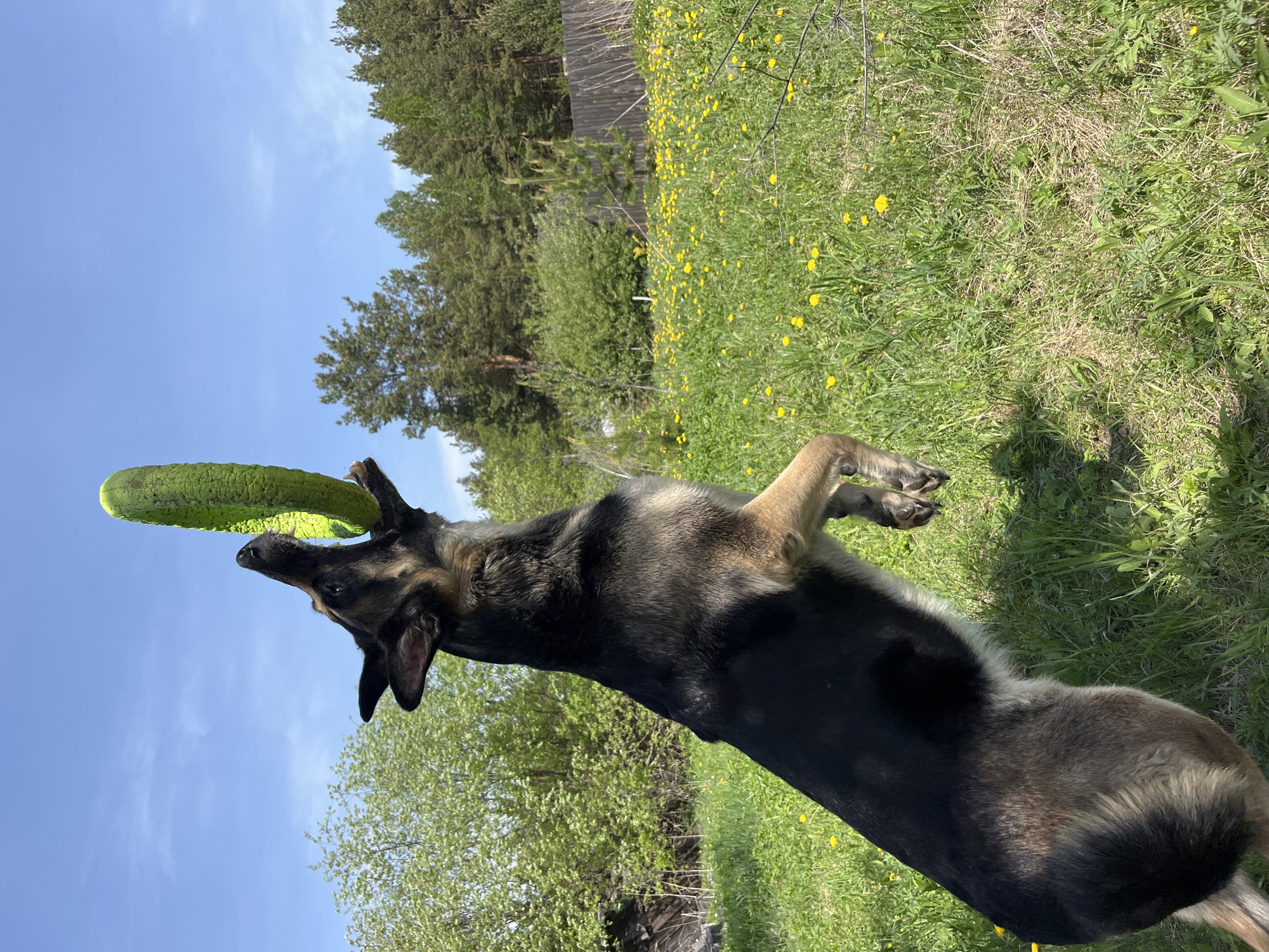 A German Shepherd dog is in the foreground, caught mid-air reaching up to catch a green disc. The dog's fur is primarily black and brown. The background shows a grassy area with yellow flowers and trees. The sky is blue with some wispy clouds. The specific location within Nizhny Tagil, Russia cannot be determined from the image alone. No people are visible.