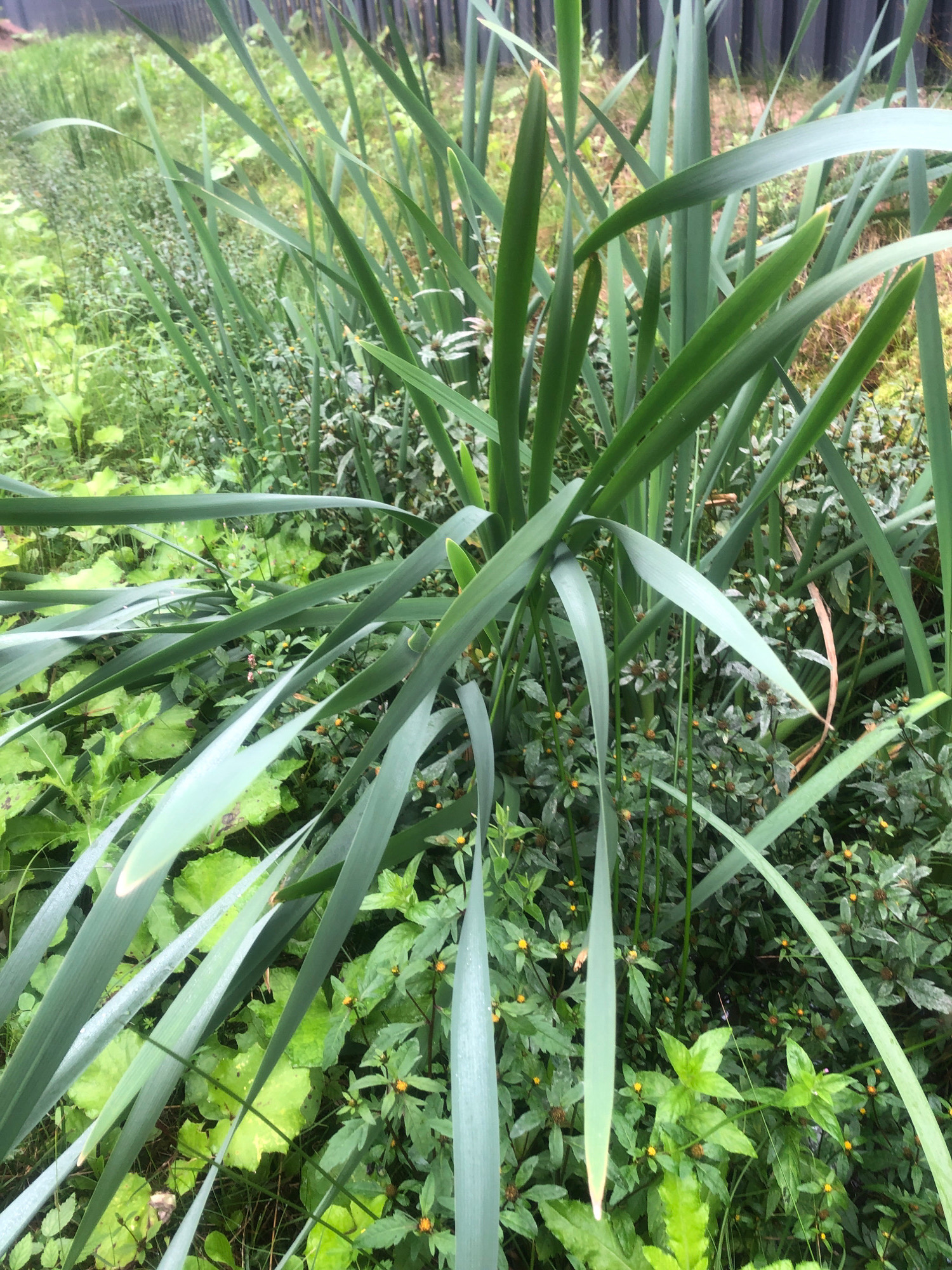 The image depicts a densely vegetated area, likely a garden or natural landscape, with a variety of green plants. Prominent in the foreground are long, slender green leaves, some appearing slightly faded or waxy. These leaves are arranged in a way that suggests they belong to a tall grass or iris-like plant. Interspersed with these larger leaves are smaller, more delicate plants with numerous tiny yellow flowers. The background shows a dark, vertical fence, possibly made of wood or metal, running horizontally across the upper portion of the image. The overall impression is one of lush greenery and an outdoor setting. There are no people or animals visible in the image, and no specific city or country can be identified from the visual information provided.
