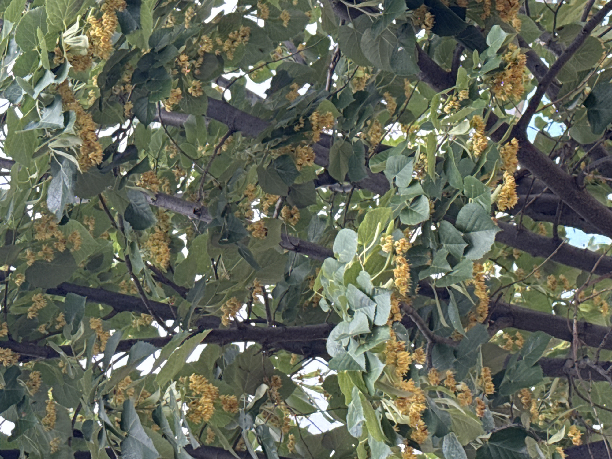 The image displays a close-up view of a linden tree in bloom, showcasing its characteristic heart-shaped leaves and clusters of small, fragrant yellow flowers. The branches are dark and sturdy, with some lighter twigs visible. The foliage is dense, obscuring much of the background, though glimpses of a pale sky suggest an outdoor setting. The scene is consistent with a view of a linden tree located in Polsko Padarevo, Bulgaria, a region known for its natural beauty and rural landscapes where such trees are commonly found. There are no people or animals present in the image.