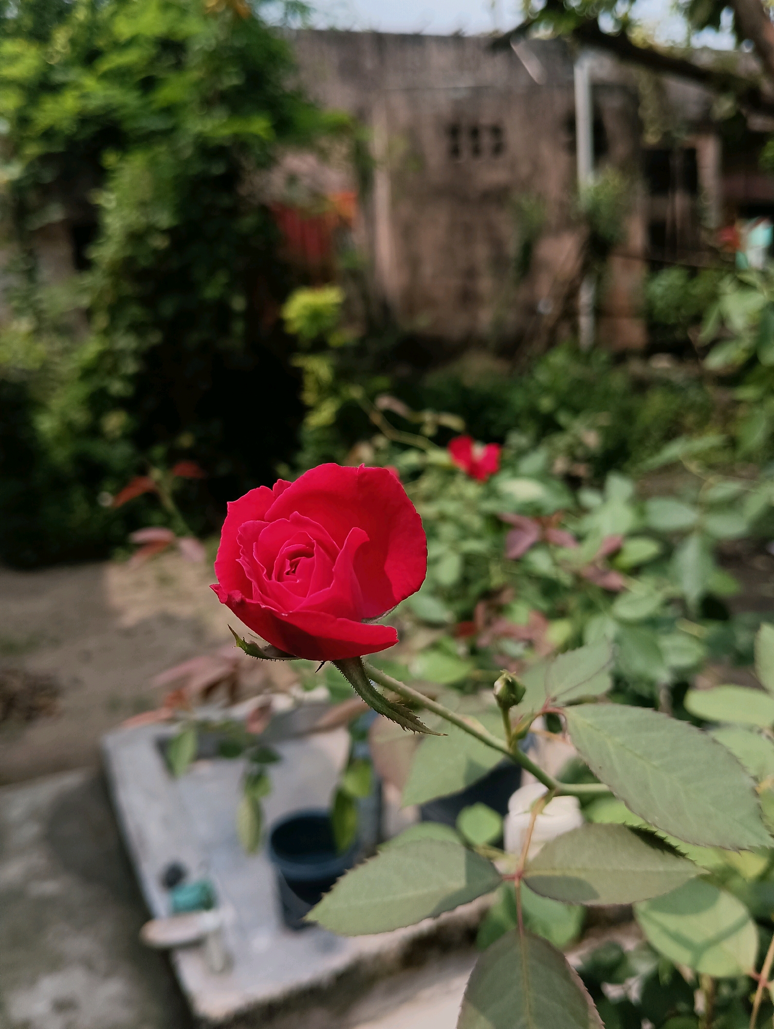 Memory