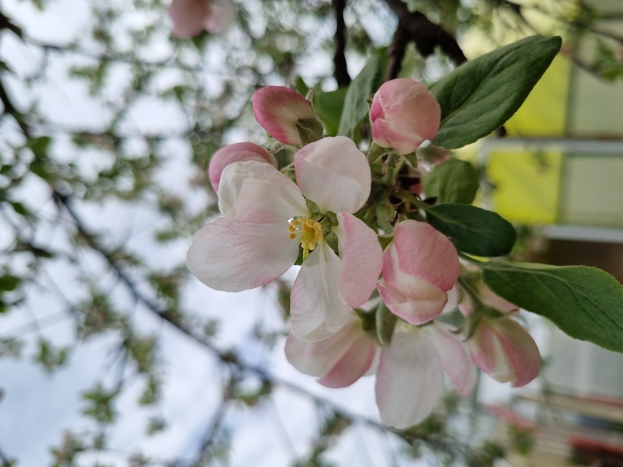 The image features a close-up view of apple blossoms in varying stages of bloom. Some are fully open, revealing white petals with a pink tinge and yellow stamens, while others are still buds, tightly closed and displaying pink hues. The blooms are clustered together with green leaves interspersed among them. The background is blurred, showing branches and foliage, and suggesting a sky overhead. The setting is possibly an orchard or garden. Without additional information, it is not possible to verify that this image was taken in Chaikovsky, Russia.
