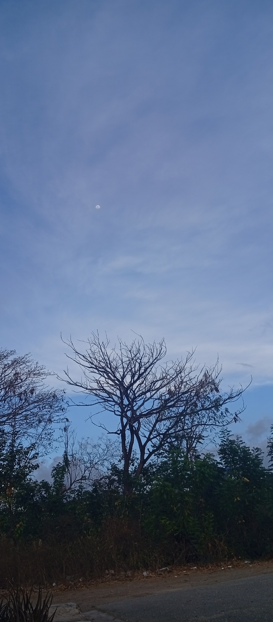 This vertical image depicts a serene daytime landscape, likely set in Juan Griego, Venezuela. The upper two-thirds of the frame are dominated by a clear, light blue sky with scattered, wispy white clouds. A faint, spherical moon is visible in the upper left portion of the sky, confirming the daytime setting.
In the midground, a prominent, large deciduous tree stands centered, its intricate, bare branches spreading widely against the sky. To the left, another tree with fewer leaves and some exposed branches is partially visible. Below these trees, the lower third of the image is filled with dense vegetation, comprising vibrant green leafy bushes and trees, intermingled with some drier, brownish plant life. This foliage creates a natural, slightly wild barrier across the scene.
At the very bottom right, a dark grey-brown surface, likely a road or path, is partially discernible, suggesting a boundary or access route. The overall lighting is soft and even, characteristic of either early morning or late afternoon, given the visible moon and the gentle illumination. The scene conveys a sense of peaceful solitude and natural beauty. No human subjects, specific activities, or visible text are present.