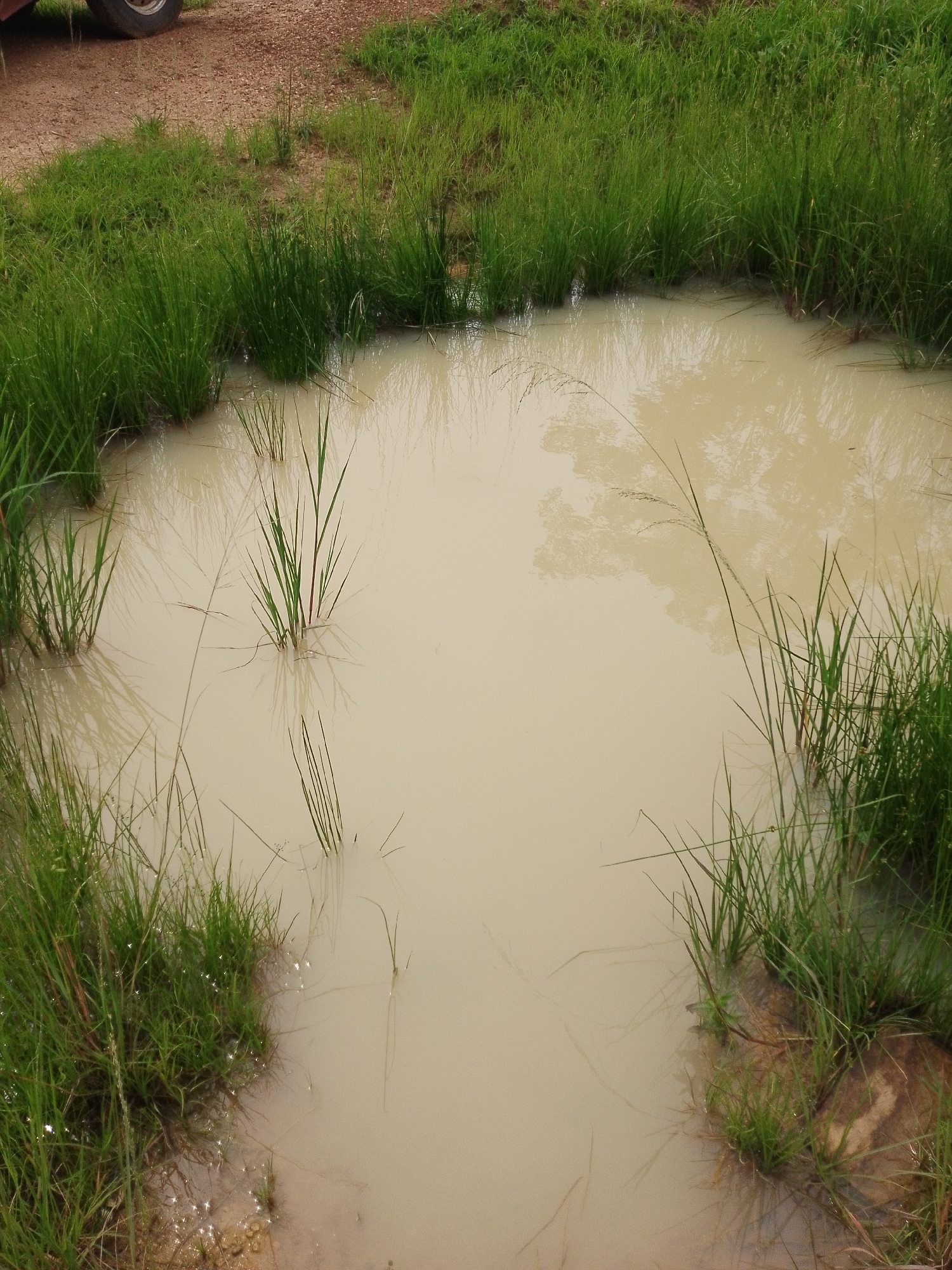The image depicts a muddy pool of water with various blades of grass growing both in and around it. The water is a light brown, opaque color, suggesting it is likely a shallow accumulation of rainwater or runoff. Tall green grasses sprout from the edges of the pool and also emerge from within the water itself, their reflections visible on the surface. The surrounding environment appears to be an outdoor, possibly rural, setting, with dry earth and more grass visible in the background. A portion of a vehicle tire is visible in the upper left corner, indicating human presence or proximity to a road or vehicle. The scene is devoid of any people or discernible activity, presenting a still, naturalistic view of a small, water-filled depression. The location is identified as Serti, Nigeria.