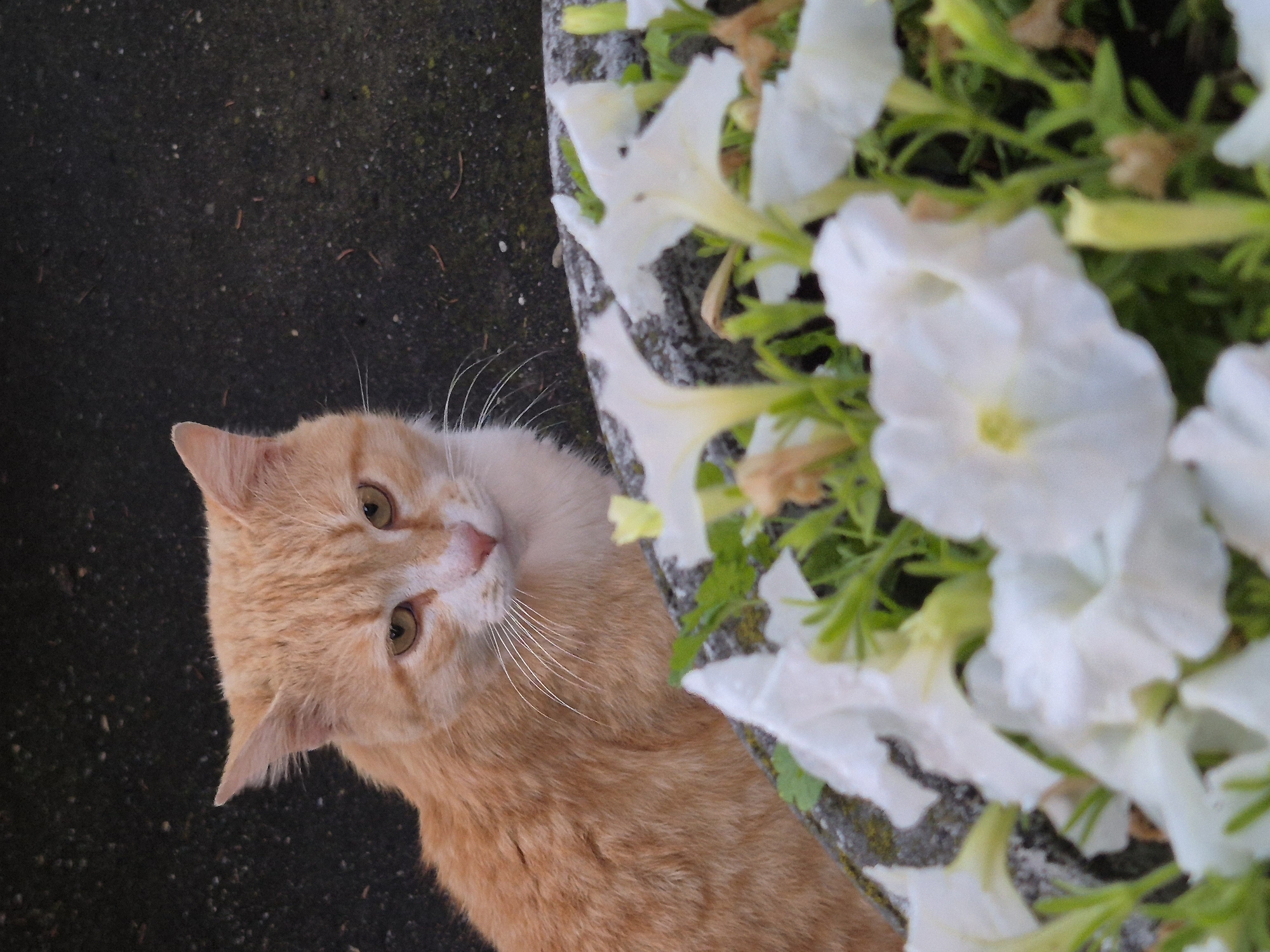 An orange cat is looking up from beside a flower box. The box is filled with white flowers. The cat is on the left and the flowers are on the right. A concrete surface is on the left side of the image. There is no evidence to indicate that this image was taken in Pavlikeni, Bulgaria.