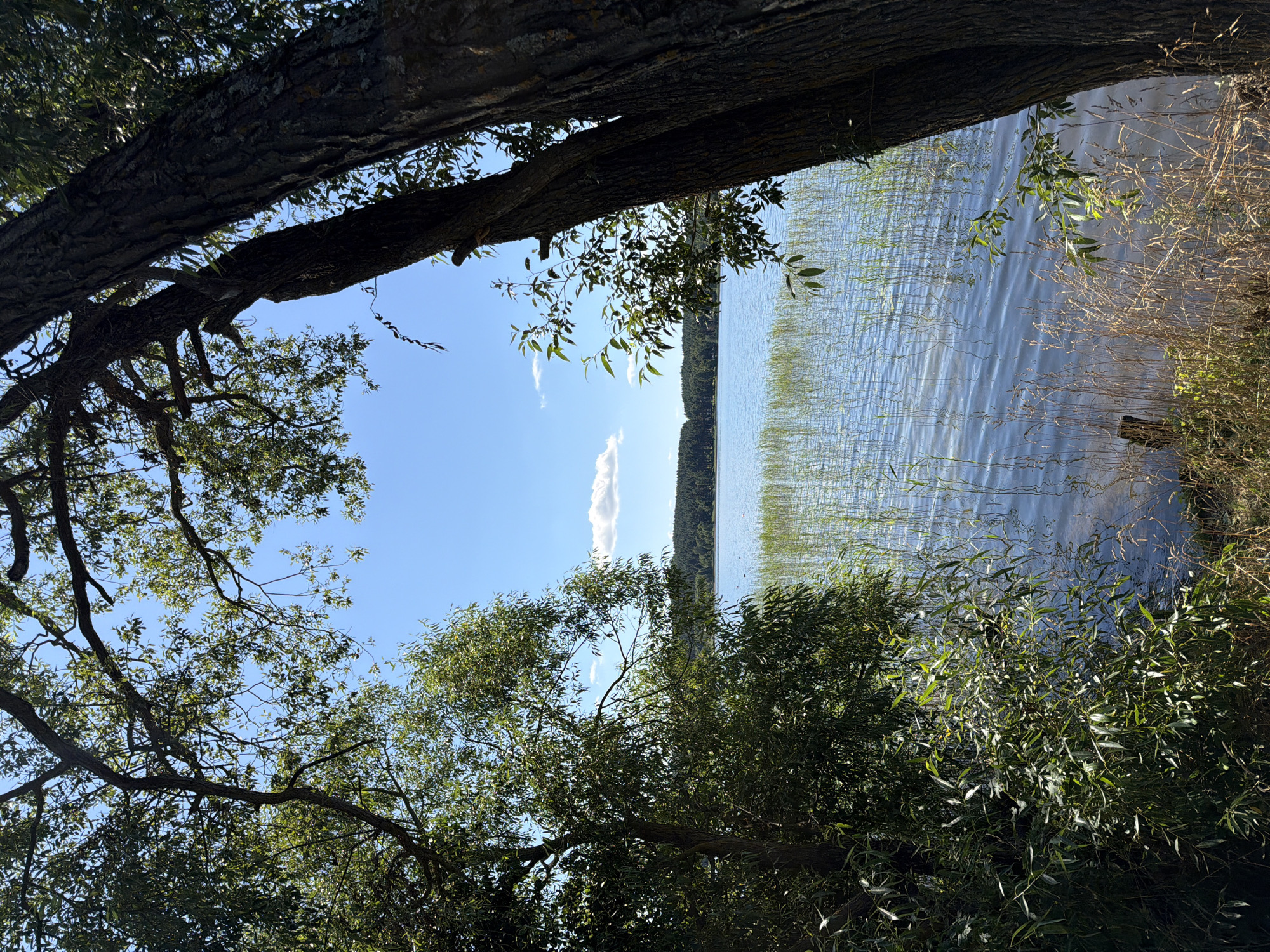 The image depicts a natural scene near a body of water, likely a lake, on a clear day. The foreground is dominated by the dark, textured bark of two large trees, framing the view of the water. Lush green foliage from the trees hangs down, creating a natural arch. Beyond the trees, a wide expanse of blue water stretches out, with tall reeds growing along the edge. In the distance, a dense line of green trees forms the horizon, against a bright blue sky with a few scattered white clouds. The water's surface is rippled, reflecting the light. The overall atmosphere is serene and natural.