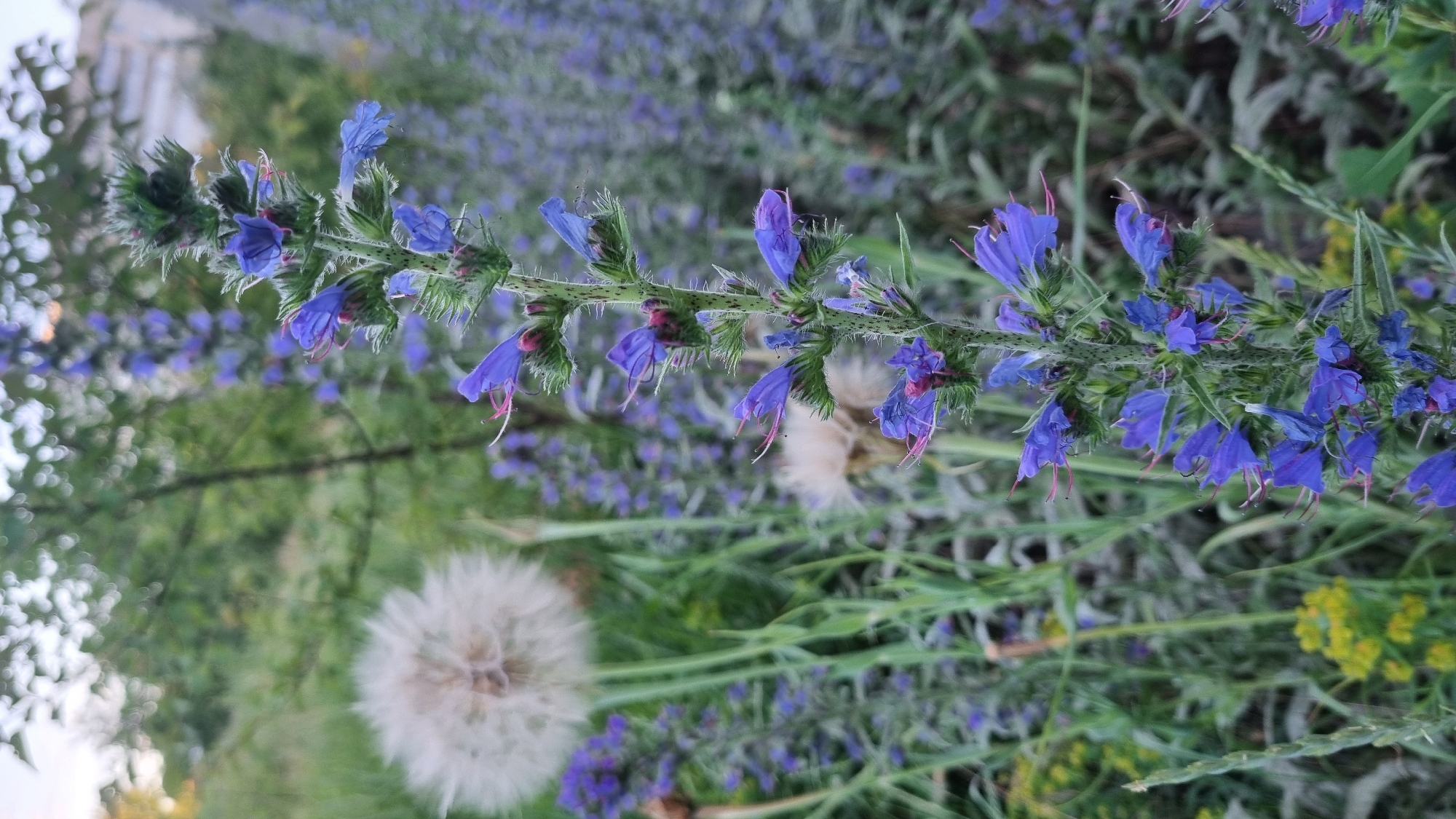 This is a close-up, vertical-format, outdoor photograph of a vibrant blue flower stalk in the foreground, with a soft-focus background of greenery and other purple flowers. The main subject is a tall, slender plant with numerous small, trumpet-shaped blue flowers clustered along its stem. The stem itself is green and appears to be covered in fine, white hairs. Some of the flowers have pinkish-red pistils extending from their centers.
To the left of the main flower stalk, a large, fluffy white dandelion seed head is visible, also out of focus. Further in the background, a dense patch of smaller purple flowers creates a hazy blur. The environment suggests a natural or semi-natural setting, possibly a field, park, or garden. The lighting appears to be natural daylight, possibly late afternoon or early evening, given the soft quality of the light. There are no people or animals in the image. The scene is peaceful and highlights the beauty of wildflowers.
The location in the city of Smila, Ukraine is not determinable from the visual information in the image.