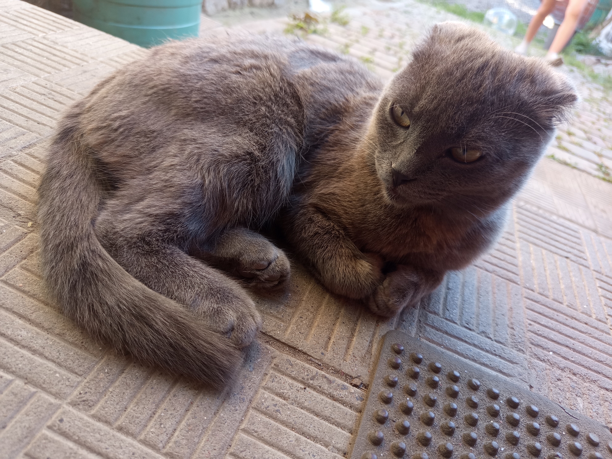 A grey Scottish Fold cat is lying on a textured concrete surface, possibly a sidewalk or patio, with its body curled. The cat's ears are folded forward, characteristic of the breed. Its tail is wrapped around its body. In the background, a large green cylindrical object, possibly a water tank, is visible, along with some vegetation and out-of-focus figures of people walking. The scene appears to be an outdoor urban setting in the city of Vilshany, Ukraine.