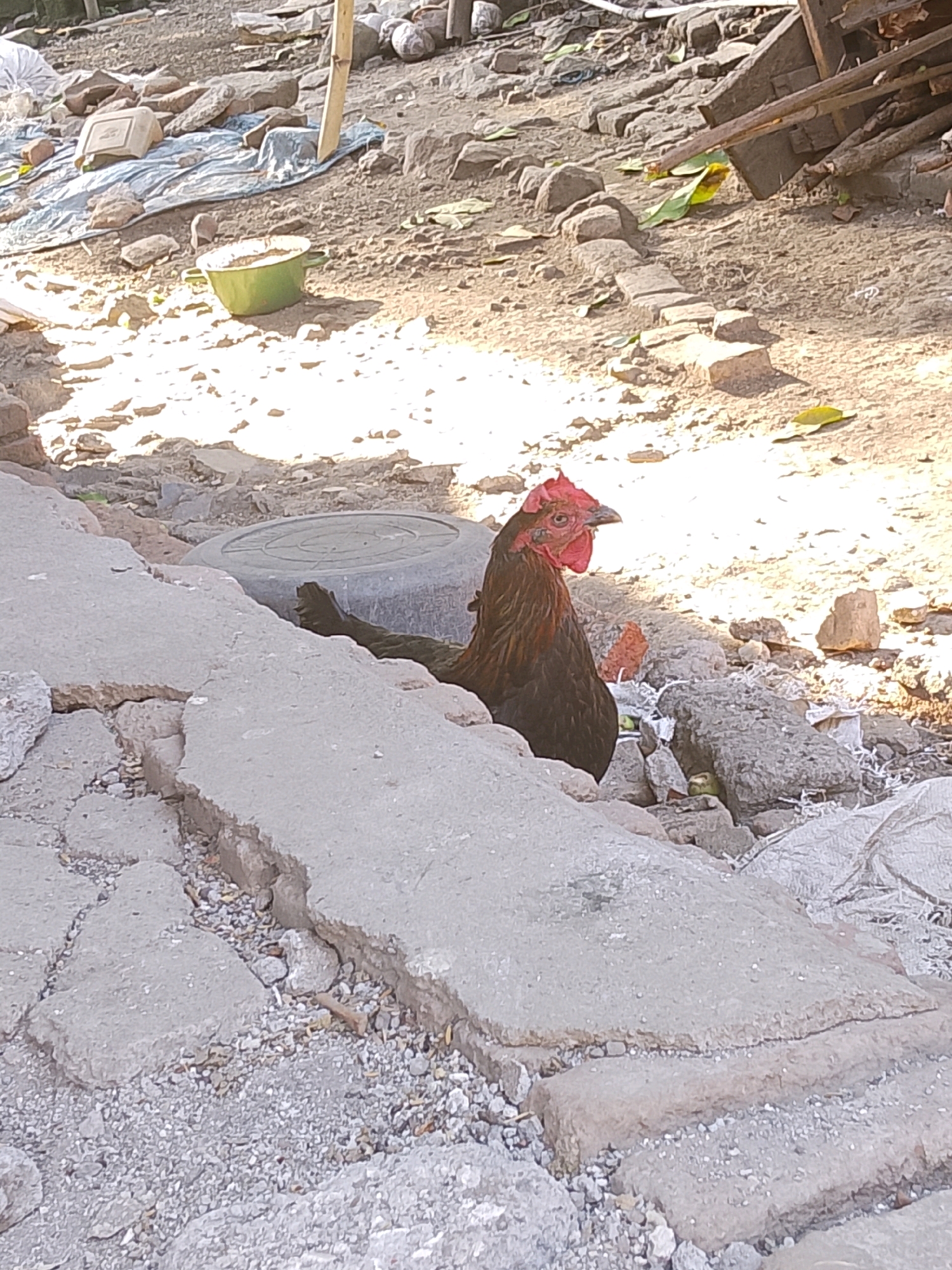 In the city of Unknown, Unknown, a rooster with dark brown and red plumage stands amidst rubble and debris. The environment appears to be an outdoor area, possibly a construction site or a neglected space, with cracked concrete, rocks, dirt, and scattered debris. A green bowl is visible in the background, and a discarded tire rim is partially obscured by the rooster. The rooster is the central subject, looking towards the right side of the frame. The lighting suggests it is daytime, with strong sunlight casting shadows.