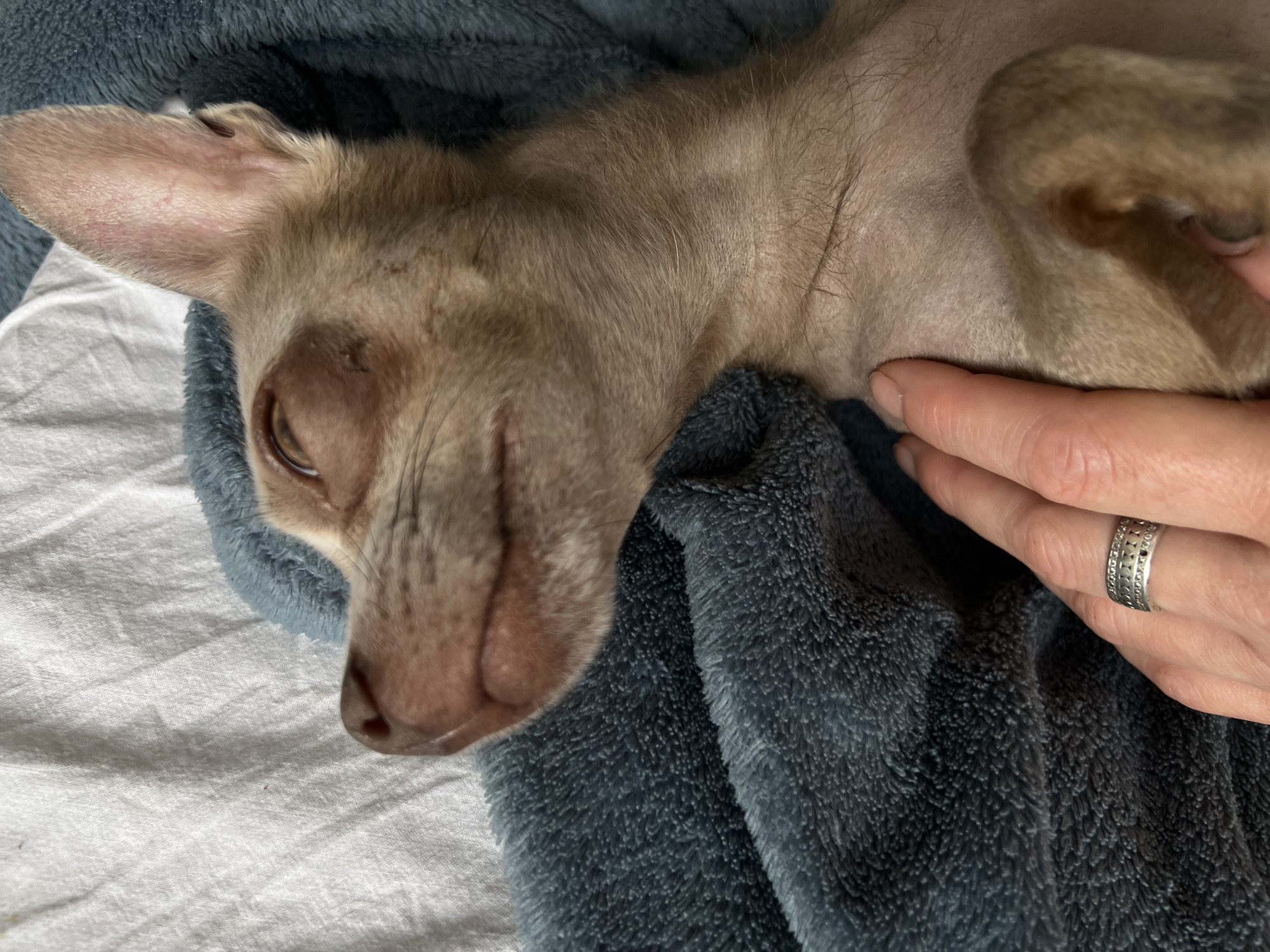The image shows a close-up of a small, light-colored dog, possibly a Chihuahua or a similar breed, nestled on a soft, blue blanket. The dog is lying on its back, with its head turned to the side, and its eyes are closed, suggesting it is asleep or resting. A human hand, with a ring on one finger, is gently stroking the dog's neck. The background consists of a white, textured surface, likely a bedsheet. The lighting appears to be soft, creating a warm and intimate atmosphere. There is no indication of the dog's location within the city of Kharkiv, Ukraine.