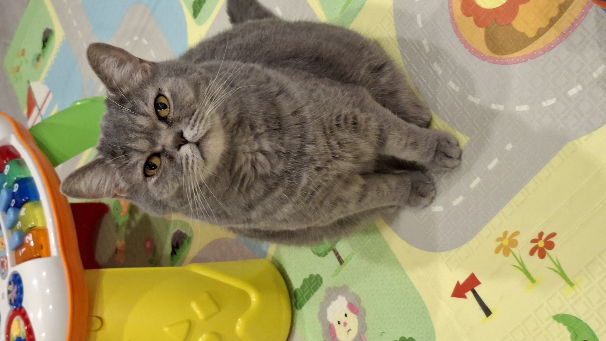 A gray British Shorthair cat lies on a colorful children's play mat in Chaikovsky, Russia. The mat features cartoonish illustrations of trees, flowers, a sheep, and road markings. The cat is positioned in the center of the mat, with its head turned towards the left side of the frame. A partially visible yellow and white toy with colorful buttons is also present on the left side of the mat. The lighting is bright and the overall scene is indoors.