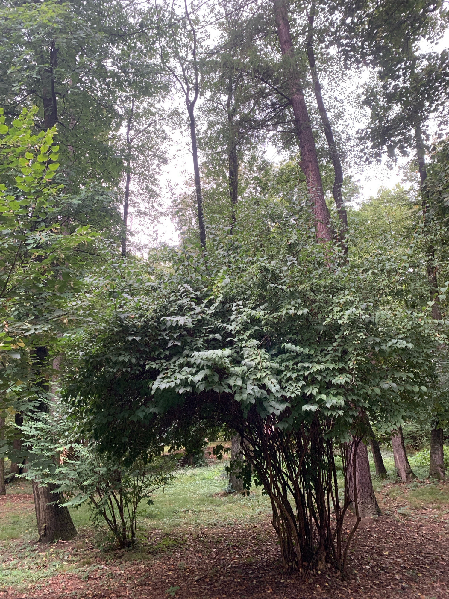 The image depicts a dense, leafy green bush with numerous thin, dark brown branches forming an archway. The bush is situated in a wooded area with tall trees visible in the background, their trunks varying in color from dark brown to a reddish-brown. The ground is covered with fallen leaves and a sparse green ground cover. The lighting suggests an overcast day. There are no people or animals present in the scene. The image does not provide any information to indicate the location is in Lviv, Ukraine.