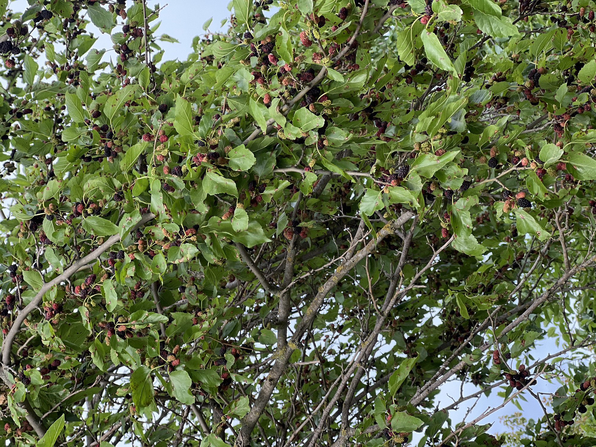 A close-up, upward-angle shot captures a mulberry tree laden with ripe fruit. The branches are densely packed with green leaves and numerous mulberries in various stages of ripeness, ranging from pale green and red to deep purple and black. The fruits appear to be clustered along the stems. The tree is set against a backdrop of a light, overcast sky, suggesting an outdoor environment. The image appears to be taken in Ladovskaya Balka, Russia, where mulberry trees are common in orchards and gardens.