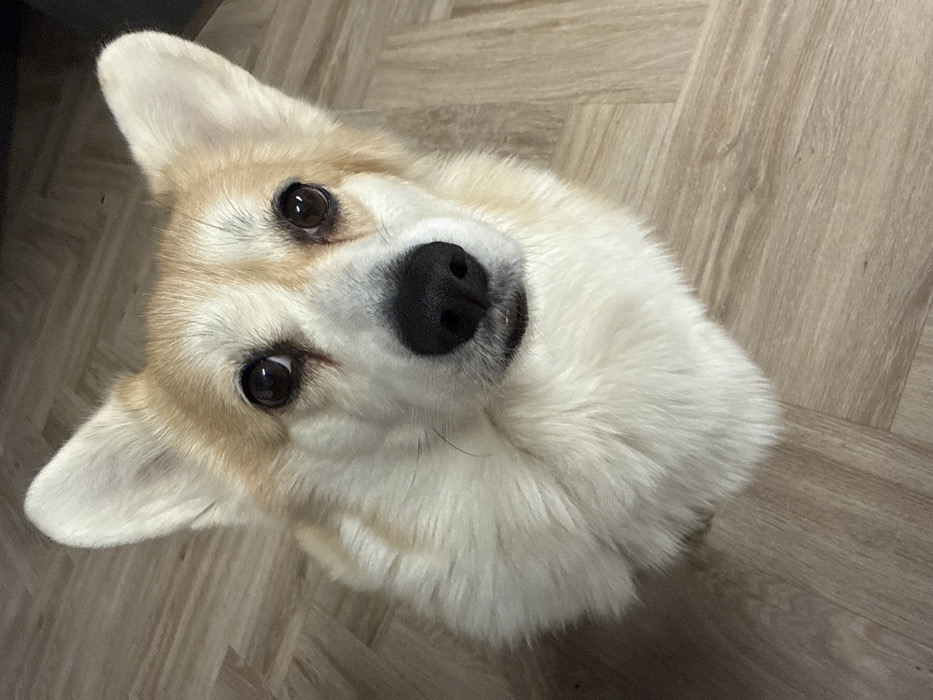 A single Pembroke Welsh Corgi dog is positioned centrally in an indoor setting. The dog exhibits a sable and white coat pattern, characterized by dark brown eyes, a black nose, and erect, pointed ears. It is oriented facing upwards, maintaining direct eye contact with the viewer. The visible portion of its body includes the head, neck, and upper chest. The environment consists of a light-toned wooden or laminate floor, arranged in a herringbone pattern. There is no visual information within the image to ascertain a specific location within the city of Krasnoyarsk, Russia.