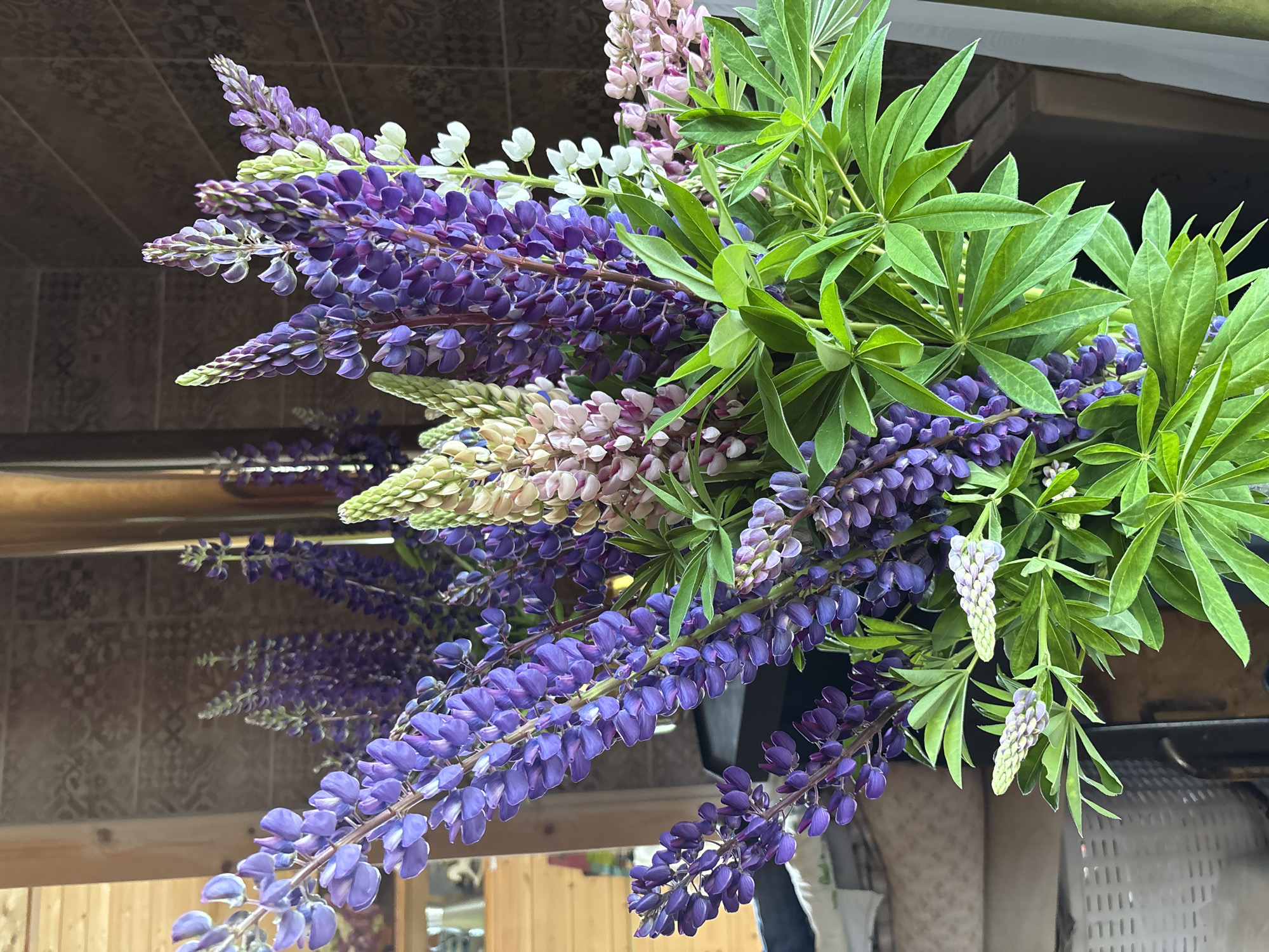 A bouquet of lupine flowers in various shades of purple, pink, and white is displayed in a vase. The flowers are tall and slender, with multiple blooms clustered along the stems. Lush green leaves surround the flowers, creating a full and vibrant arrangement. The background consists of a tiled wall and wooden paneling. The image appears to be taken indoors, possibly in a home or a garden setting. The specific location in the city of Lyady, Russia is not discernible from the image itself. There are no people or discernible actions taking place in the scene. The overall impression is one of natural beauty and a rustic aesthetic.
