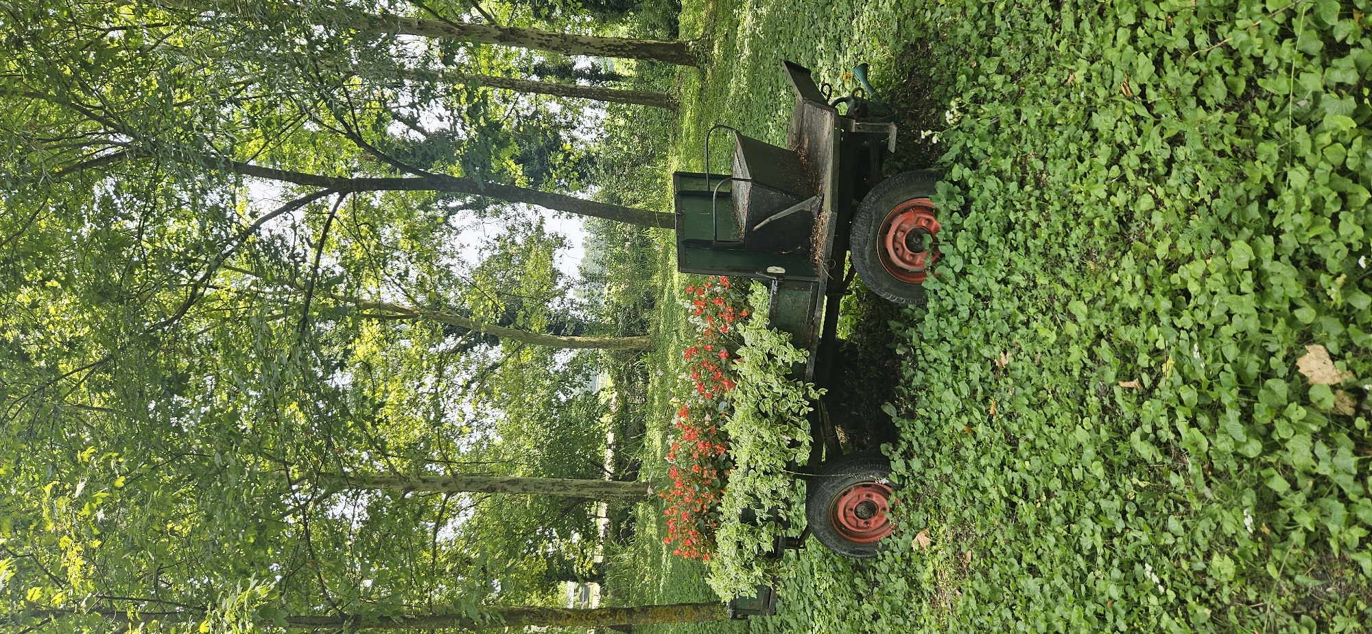 This is a photograph taken in Hévíz, Hungary. In the foreground, a weathered, dark green, two-wheeled cart is laden with lush greenery and vibrant orange flowers. The cart itself appears to be made of metal and wood, showing signs of age. It is positioned on a dense carpet of small green leaves covering the ground. Behind the cart, tall trees with green foliage dominate the scene, creating a shaded, natural environment. Sunlight filters through the leaves, dappling the ground. The cart has red rims on its wheels and a dark, box-like structure at the rear, possibly a seat or storage compartment. There are no people visible in the image. The overall impression is of a peaceful, rustic outdoor setting.