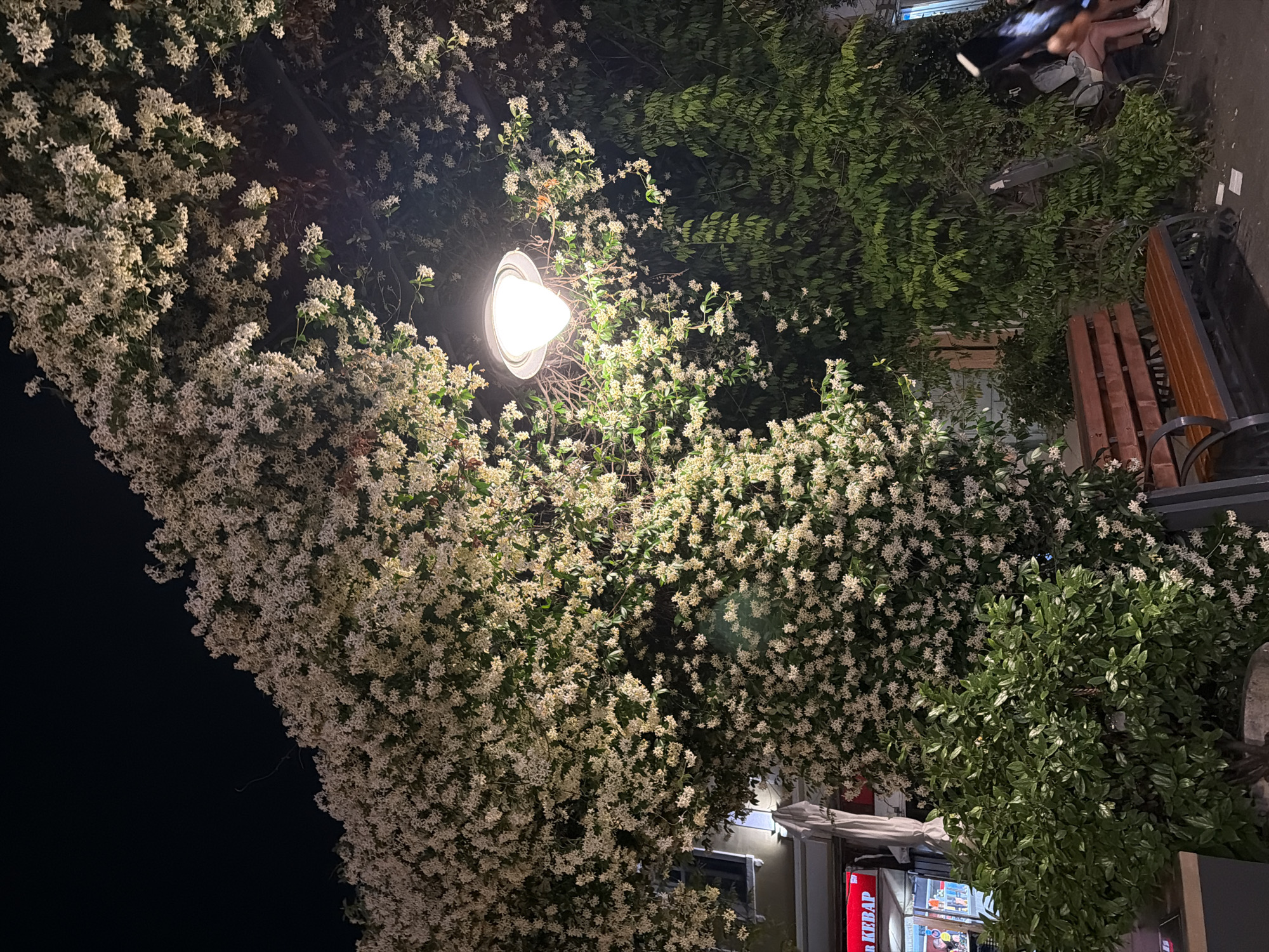 The image depicts a night scene in Burgas, Bulgaria, focusing on a street-level view dominated by a dense, flowering vine cascading over a streetlamp and surrounding foliage. The vine, covered in small, white star-shaped blossoms, creates a natural canopy illuminated by the warm glow of the lamp. Beneath the vine, a wooden bench with dark metal legs is visible, suggesting a public seating area. To the left, a building with a sign that partially reads "KEBAB" indicates a commercial establishment. Lush green bushes and trees fill the lower portion and right side of the frame, adding to the urban greenery. In the background, on the right, two individuals are partially visible, one seated and appearing to hold a phone, while the other is obscured. The overall atmosphere is one of a tranquil, illuminated night in a city setting, highlighting the beauty of the blooming vegetation.