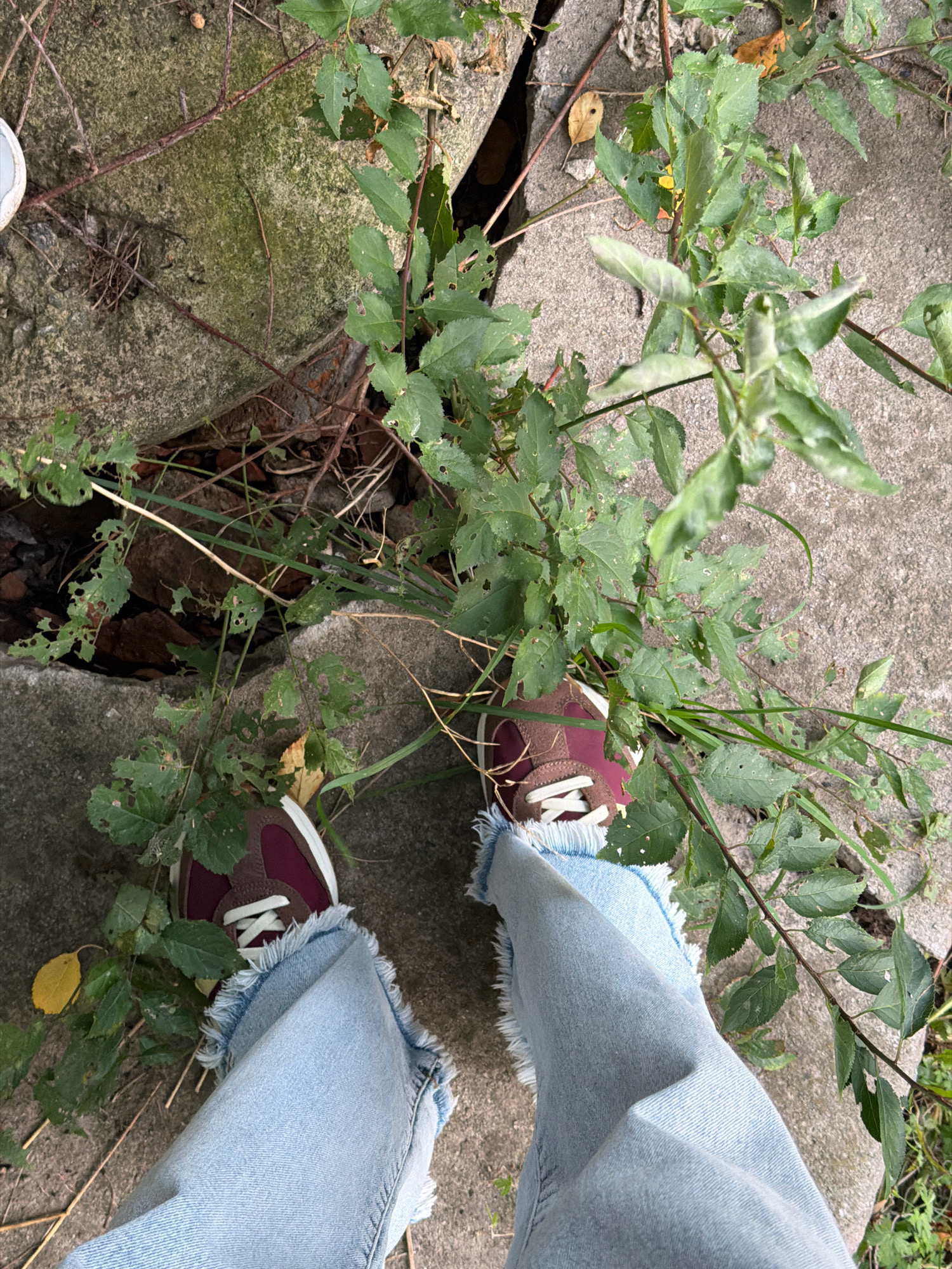The image shows a close-up, top-down view of a person's legs and feet standing on broken concrete slabs. The person is wearing light blue denim jeans with frayed hems and burgundy sneakers with white laces. Green foliage and dry branches are growing through the cracks in the concrete. The scene appears to be outdoors, possibly in a neglected urban area. No specific landmarks of Khmelnytskyi, Ukraine are visible in the image.