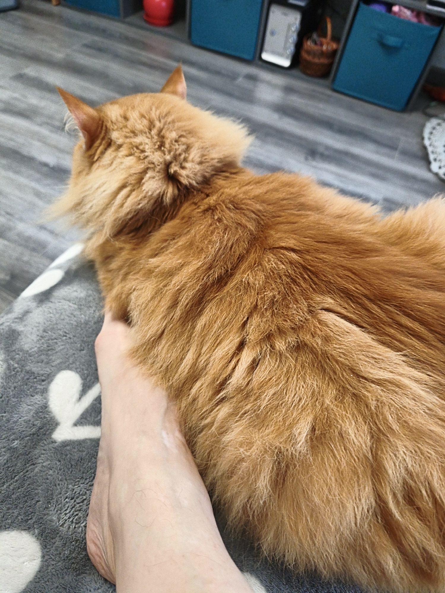 An orange cat's back is visible, with its fur appearing fluffy and well-groomed. A person's bare foot rests on a gray blanket with white polka dots, positioned to the left of the cat. The cat's fur is a warm, reddish-orange color, and it seems to be lying down, possibly being petted. The background shows a wooden floor and some shelves with various items, including blue bins and a woven basket. There are no visible signs of the city of Kaluga, Russia, in the image, and no specific forensic details are discernible.