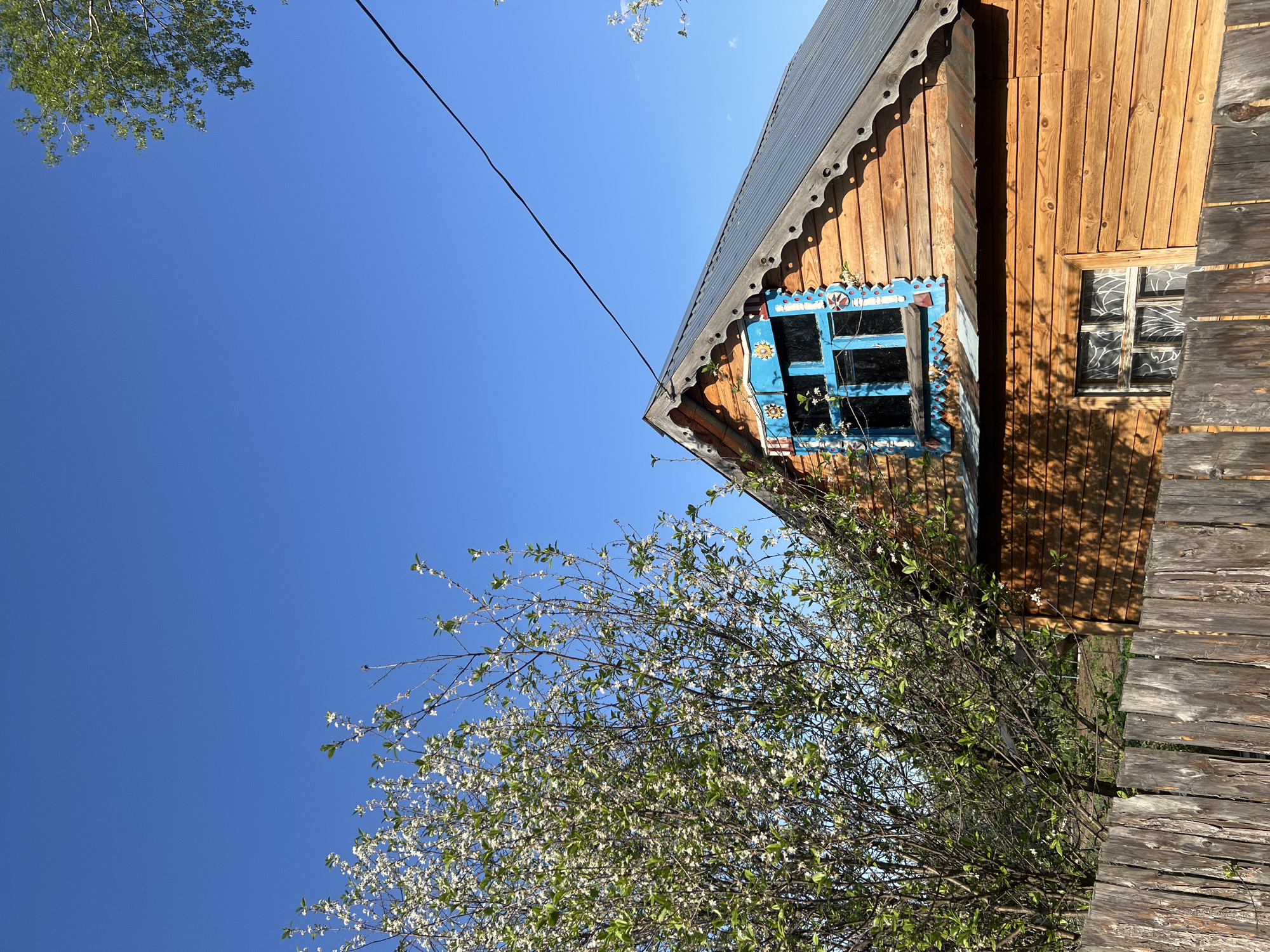 The image shows a wooden building in Noviy, Russia, with a blue-framed window adorned with floral and sunburst patterns. The building has a metal roof and is constructed of horizontal wooden planks. A blossoming tree with white flowers partially obscures the view of the building. The sky is clear and blue. A power line cuts across the upper part of the frame. A section of a wooden walkway is visible in the lower right corner.
