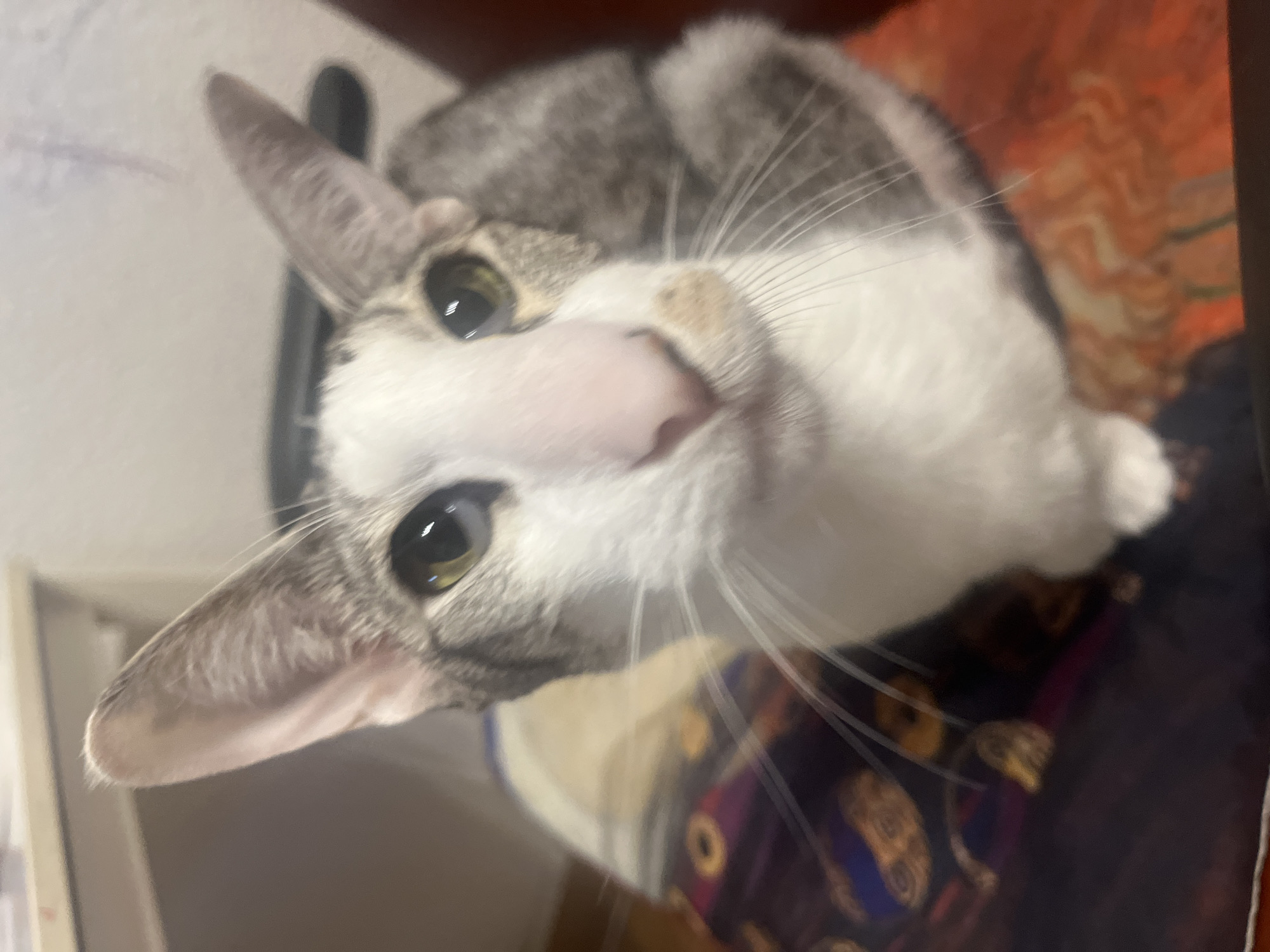 An upward-angled, close-up shot captures a domestic short-haired cat with distinct tabby and white markings, positioned indoors. The cat's head is tilted significantly, presenting a curious and alert expression as it looks directly at the camera. Its large, captivating eyes are a blend of green and gold, reflecting ambient light. A prominent pink nose and long white whiskers are central to its white facial fur, which contrasts with the grey and brown tabby patterns on its forehead, ears, and back. The cat appears to be wearing a thin, light-colored collar, partially visible under its chin.
The background is softly blurred, providing contextual hints without distracting from the main subject. To the left, a light, possibly off-white, surface suggests a wall or furniture. To the right and beneath the cat, a patterned fabric in warm tones of orange, brown, and hints of purple and green, resembling a blanket or cushion, adds texture and color to the scene. The lighting suggests an indoor setting, likely during the day, though specific time is indiscernible. The image itself is rotated, making the cat appear to be at an angle. There is no visible text. The cat's posture and direct gaze convey an inquisitive or engaged mood. The location context provided is Barcelona, Spain, though no specific visual cues in the image confirm this.