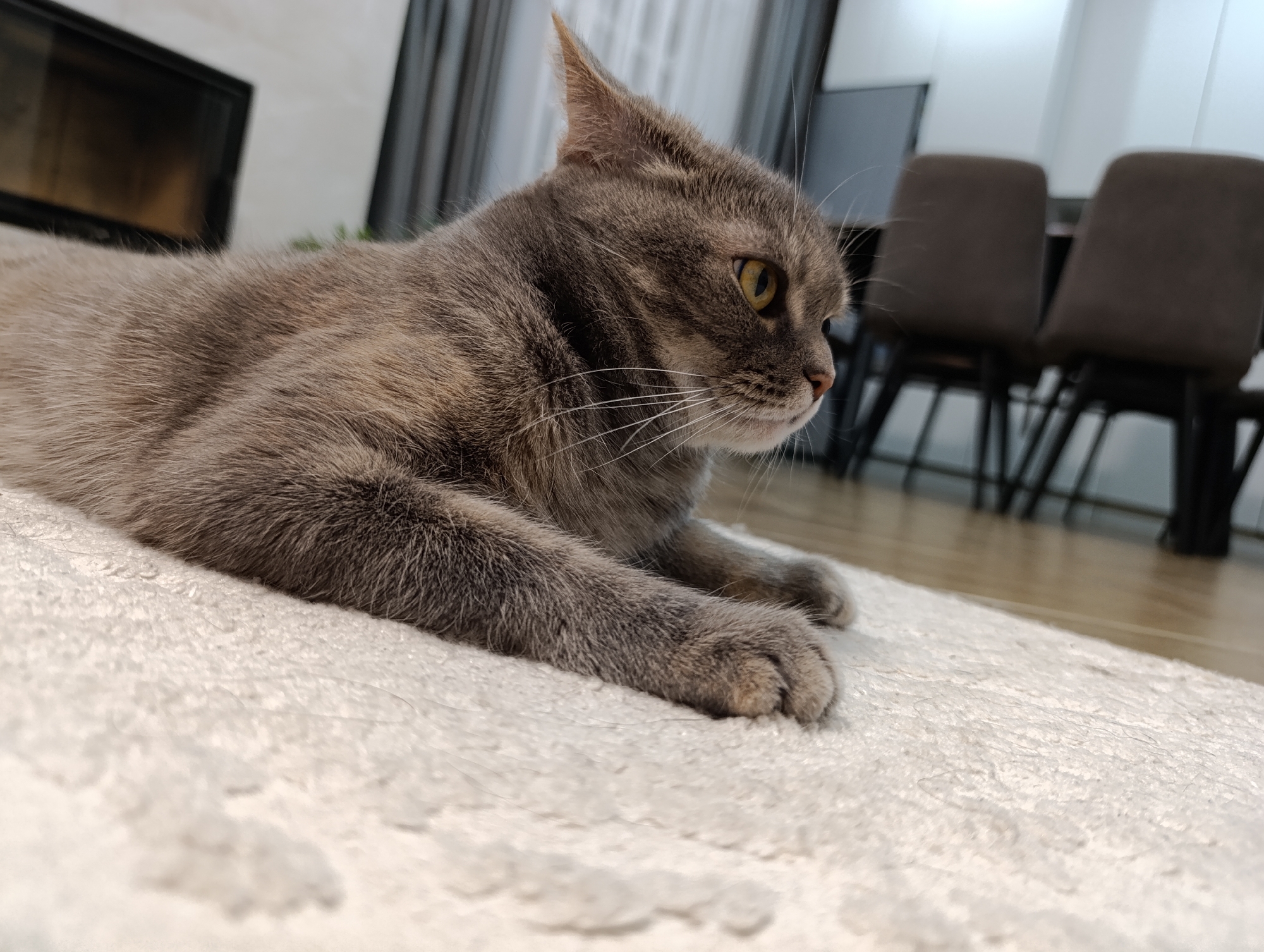 A domestic tabby cat, characterized by its grey and brown fur with subtle darker striping, is observed resting on a light-colored, textured area rug. The animal is positioned prone, its body oriented towards the left frame, with its head turned to the right, and its yellow eyes directed forward. Prominent white whiskers are visible. The scene is an interior residential space located in Chaikovsky, Russia. In the blurred background to the left, a dark, rectangular fireplace insert or television screen is visible within a light-toned wall. To the right, two chairs with dark upholstered backs and seats are partially visible, positioned on a light wooden floor, indicating an adjacent dining area.
