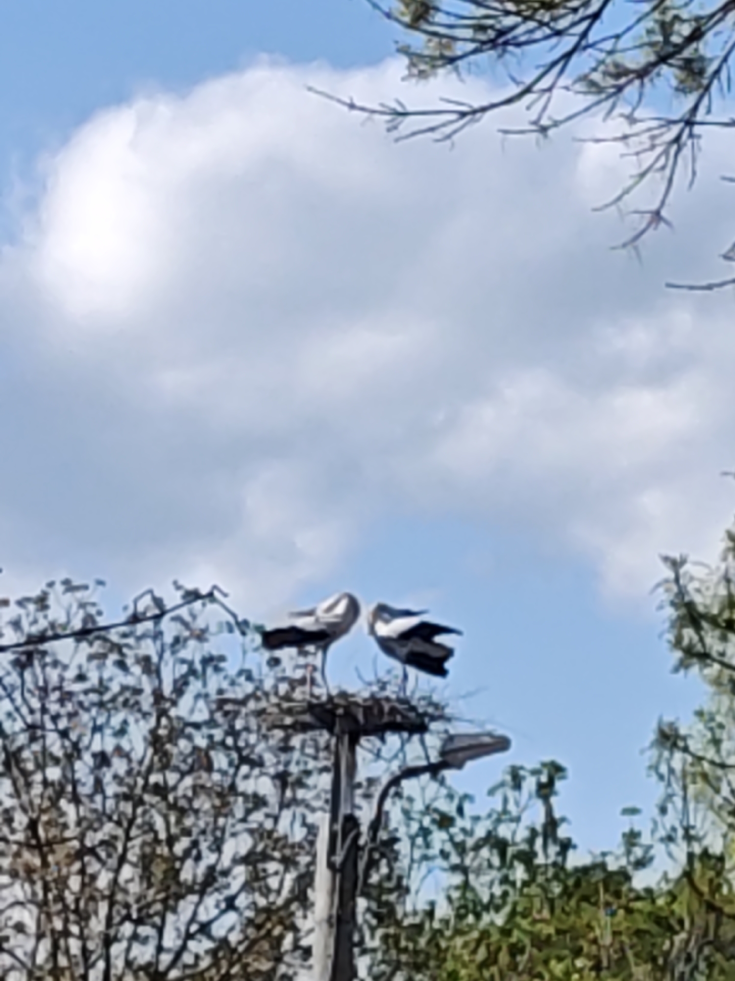 The image depicts two birds, likely storks, perched on top of what appears to be a street lamp pole in Kulata, Bulgaria. They are sitting in a nest built on top of the lamp. The sky is light blue with white clouds. Trees and vegetation are visible in the foreground and background. The scene suggests an urban environment where these birds have adapted to nesting on man-made structures.