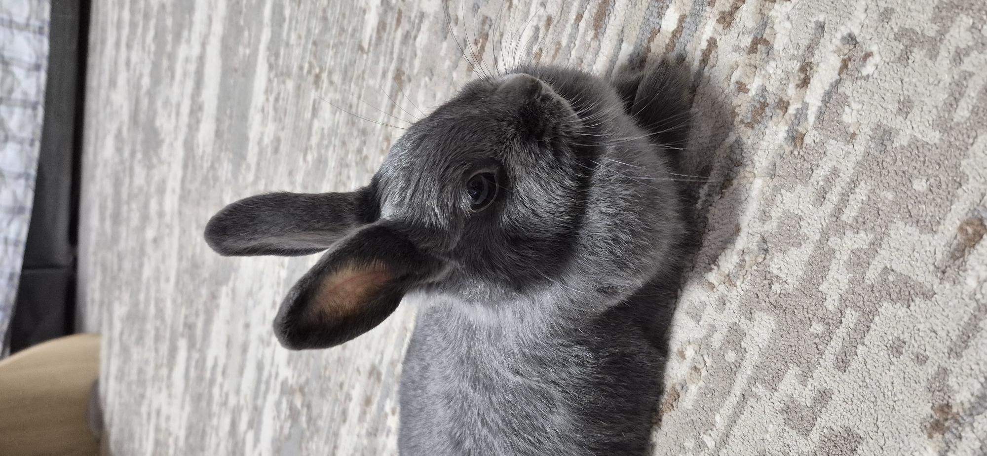 A close-up shot shows a grey rabbit lying on a patterned carpet. The rabbit is facing right, with its head slightly tilted. Its ears are upright, and its eyes are dark and beady. The fur of the rabbit is short and soft, and its whiskers are long and white. The carpet has a light-colored background with a pattern of darker grey and brown stripes and geometric shapes. In the blurred background, a light brown object and a dark gray patterned fabric are visible. The scene is lit by natural light. This image was taken in Ussurijsk, Russia.