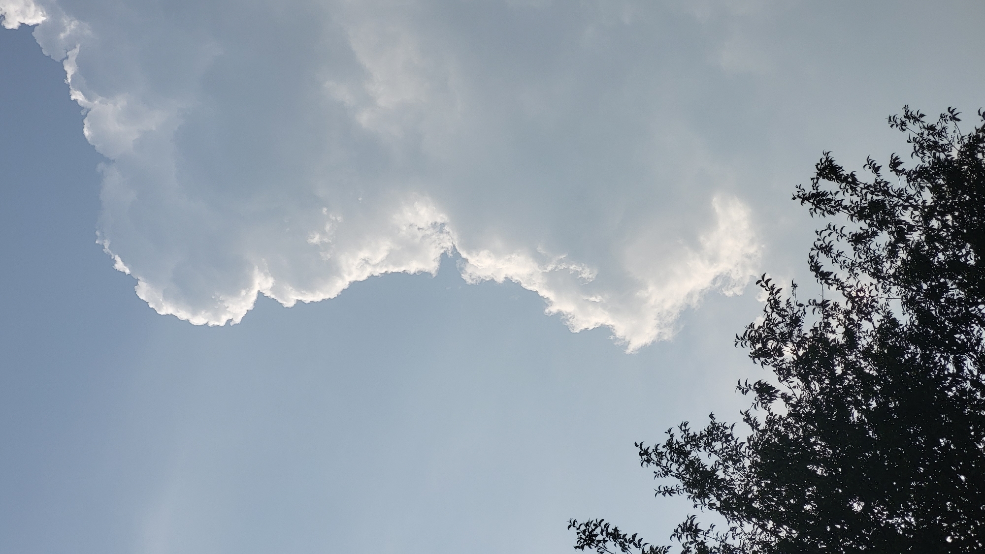 The image shows a view of the sky with a large white cloud occupying the upper left portion. The cloud has a defined, slightly ruffled edge with a softer, less distinct internal structure. The sky is a light blue color, appearing slightly hazy. In the lower right corner, dark foliage from a tree fills the frame, creating a silhouette against the sky. The location is Haini, India. There are no people visible in the image.