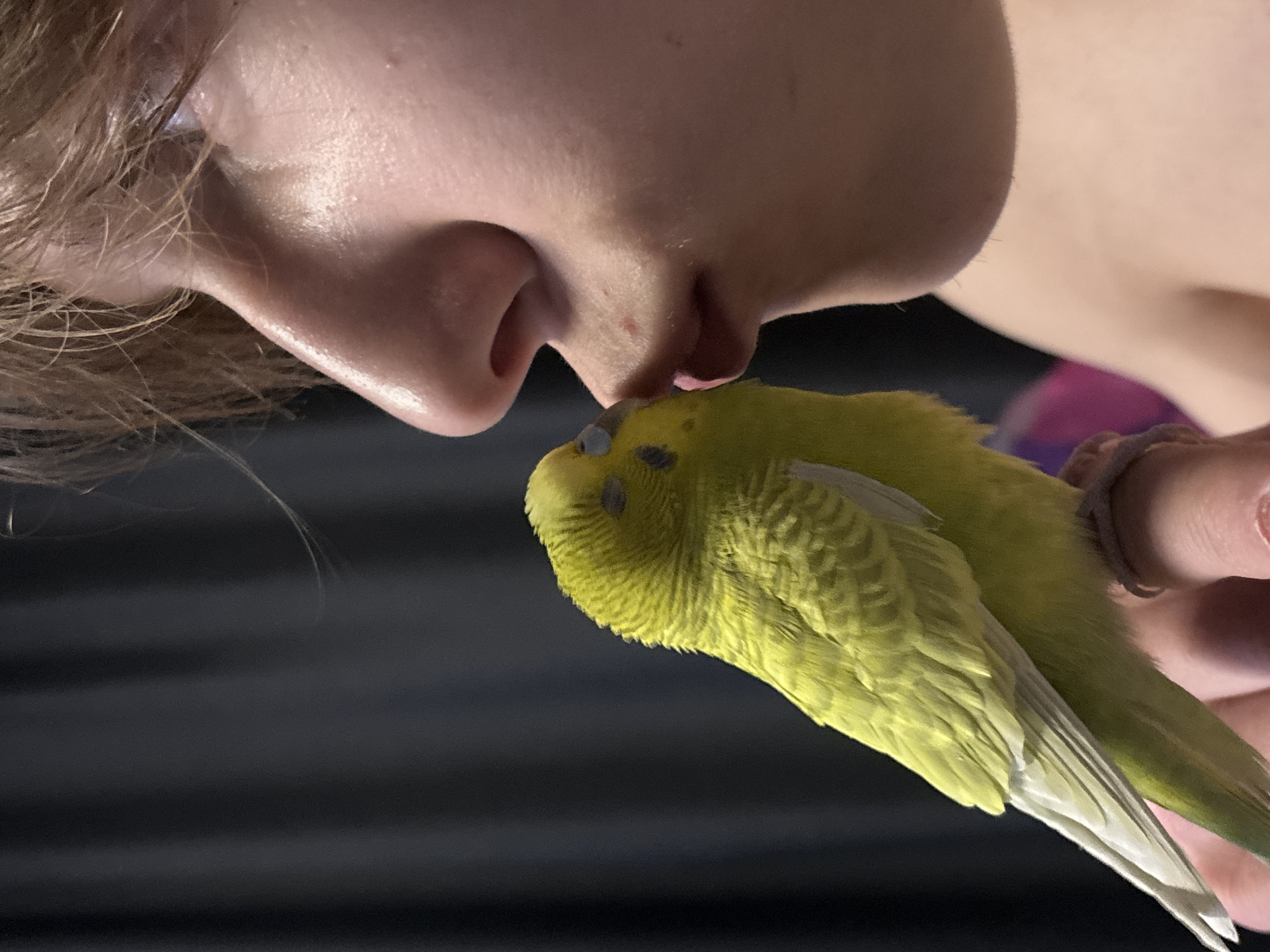 The image depicts a close-up of a person interacting with a budgerigar (parakeet). The person's nose and mouth are positioned very close to the bird's head, seemingly touching it. The budgerigar is primarily yellow with some black markings on its head. The bird appears to be held by the person, as a hand with a bracelet is visible. The background is dark and out of focus. There is no indication of the image's location in Chaikovsky, Russia, or any city, based on the provided visual details.