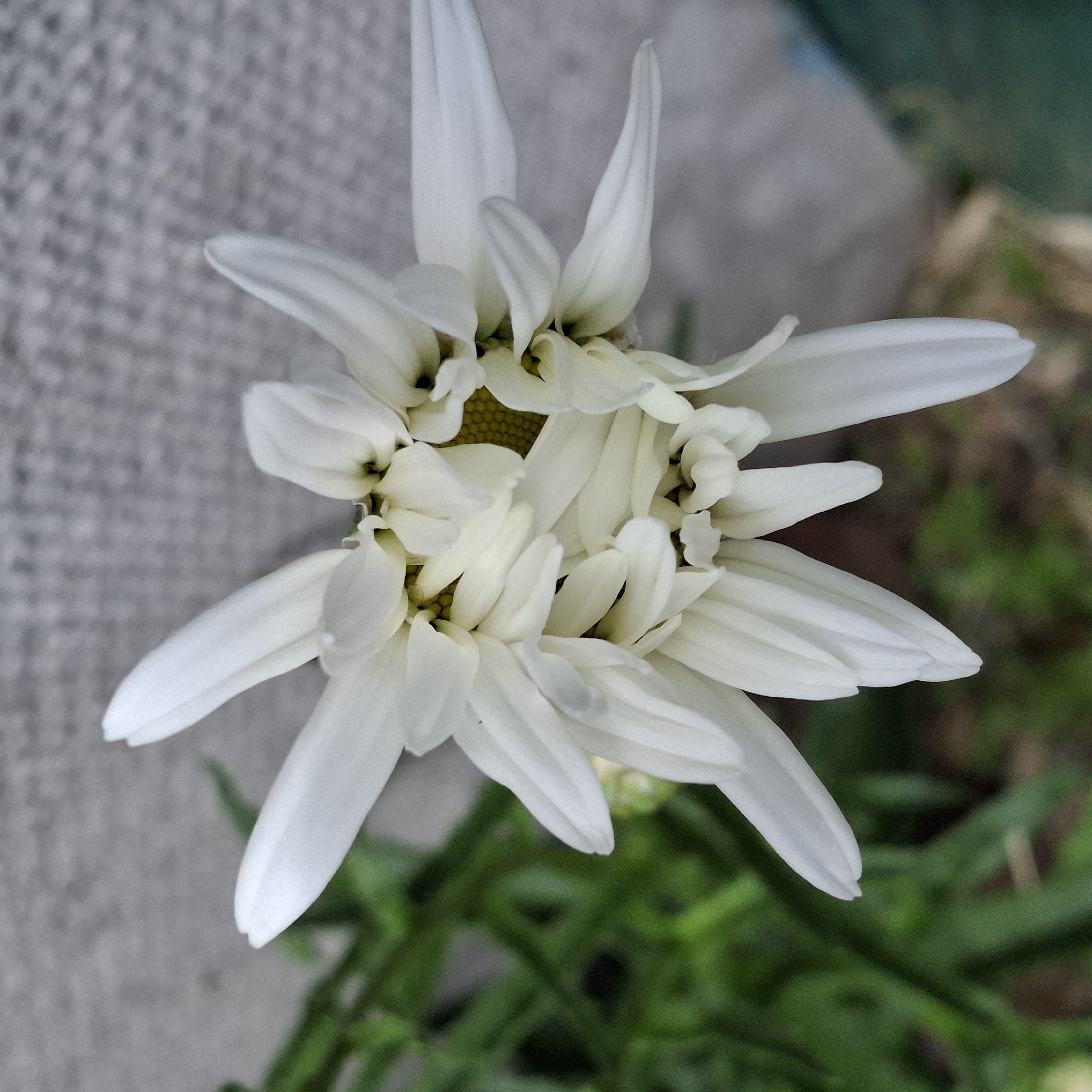 A close-up, top-down view captures a white daisy in its early stages of bloom, with tightly layered petals. The daisy's center reveals a bright yellow pistil surrounded by numerous smaller, yellow florets, some of which are still closed. The petals are a pure white, with hints of creamy yellow near the center. The background consists of a textured, gray surface, possibly a wall or pavement, with out-of-focus green foliage and hints of brown earth visible at the bottom. The lighting is soft, suggesting natural daylight.