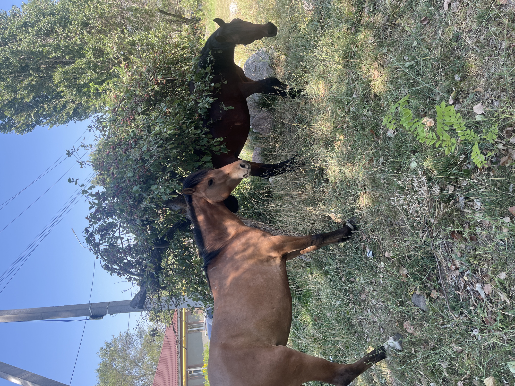 Two horses are standing in a grassy area with a tree full of fruit and a power line pole in the background. The horse on the left is facing the viewer and is brown with a black mane and tail. The horse on the right is facing away from the viewer and is also brown. The tree is full of small, red fruits. The power line pole is tall and grey, with wires running across the sky. The ground is covered in dry grass and leaves, with a few scattered rocks. The sky is clear and blue. The scene appears to be in a rural or semi-rural area.