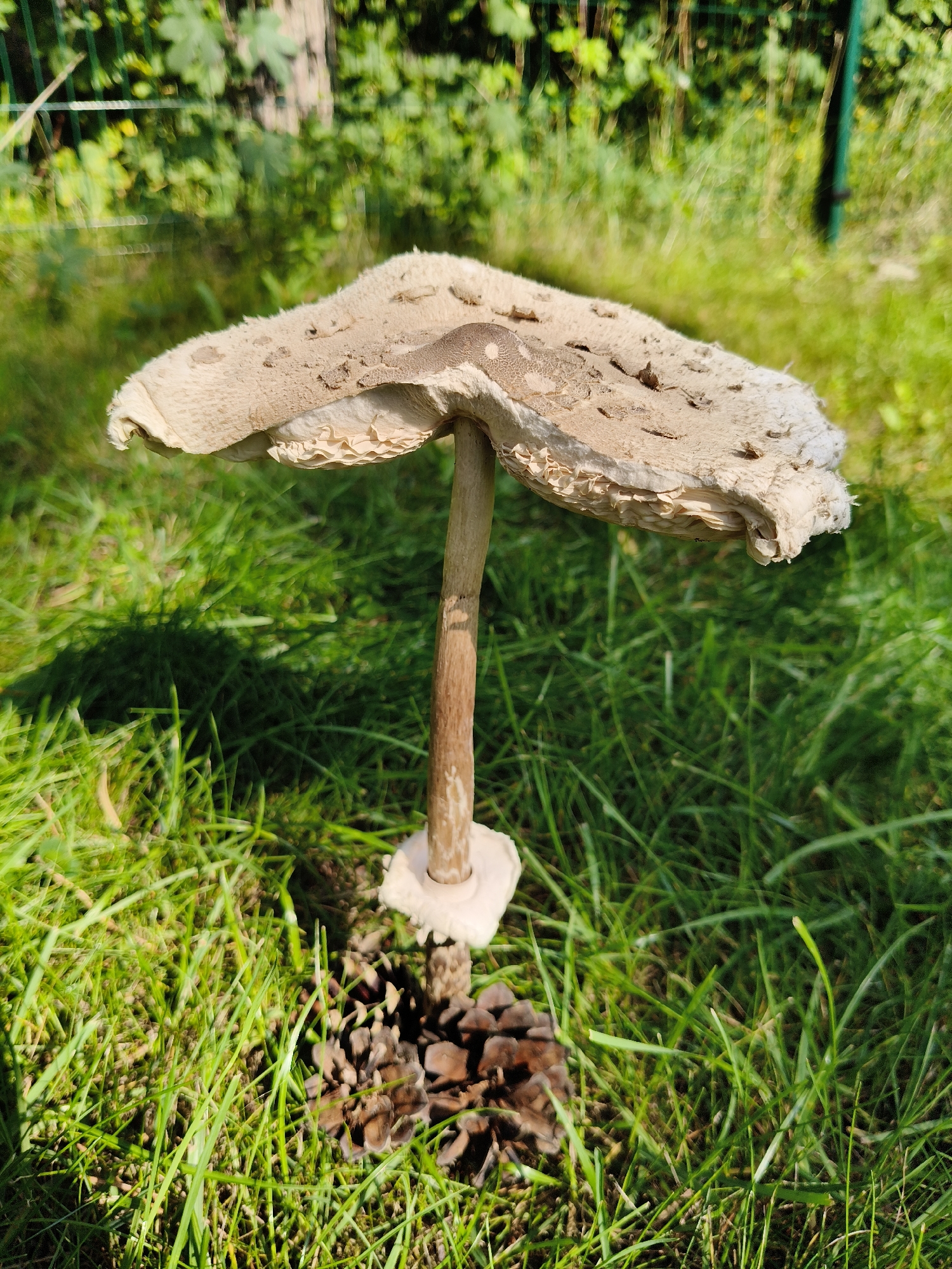In a grassy area in Bigauņciems, Latvia, a single large mushroom with a wide, flat cap stands in the foreground. The cap is a pale, sandy color, speckled with darker brown scales and appears slightly dirty. The stem is thick and woody, with a prominent white ring just below the cap. The mushroom is growing near a cluster of pine cones at its base. The background is blurred, showing green foliage and a hint of a fence. The scene is illuminated by sunlight, casting a shadow from the mushroom onto the grass. There are no people or animals visible in the image.