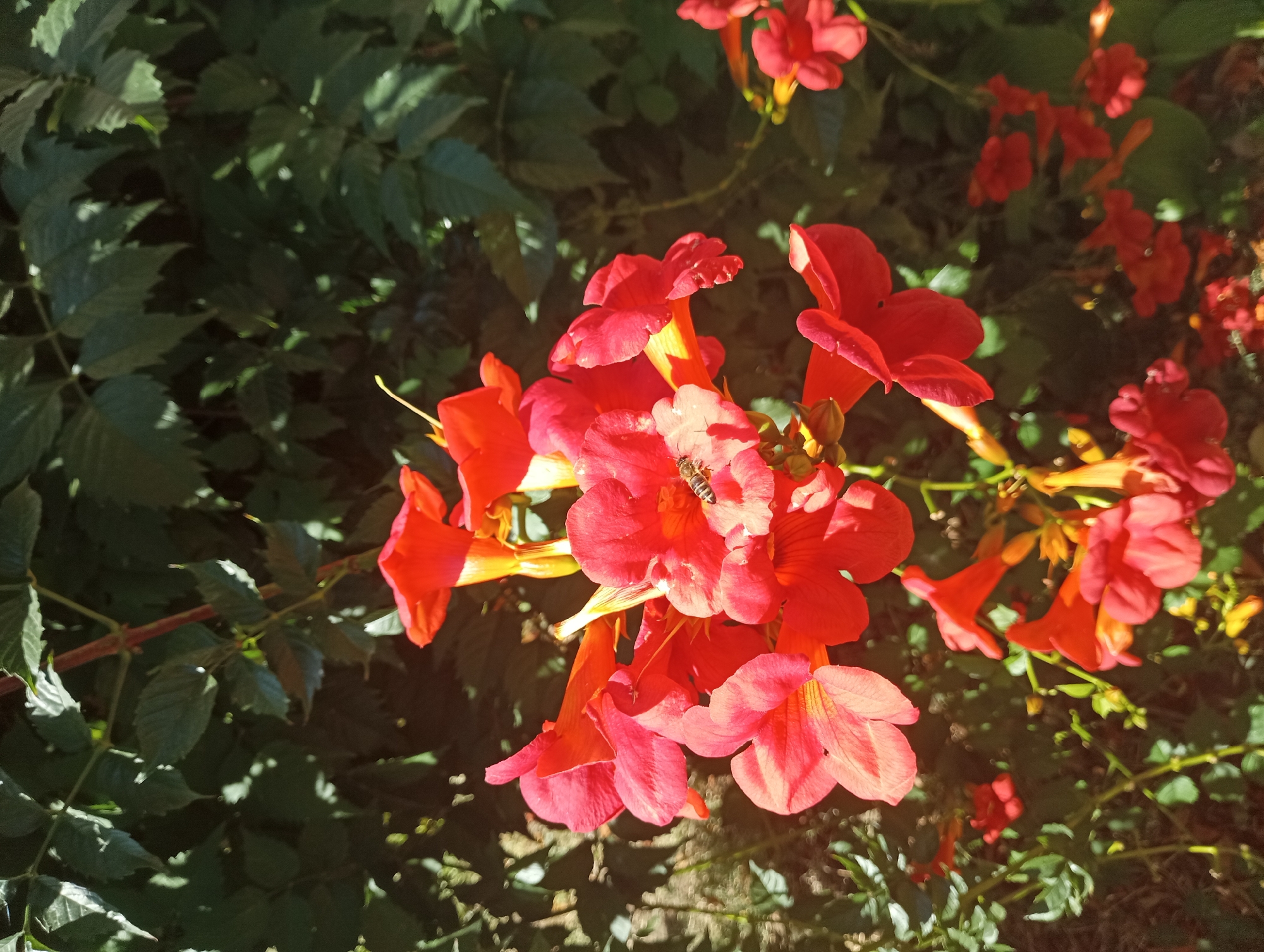 In the city of Chornomorsk, Ukraine, a cluster of vibrant red trumpet-shaped flowers is in bloom. A bee is actively pollinating one of these flowers, its body angled towards the center of the blossom. The flowers are set against a backdrop of lush green foliage, with dappled sunlight casting shadows and highlights. The scene captures a moment of natural activity in an urban setting.