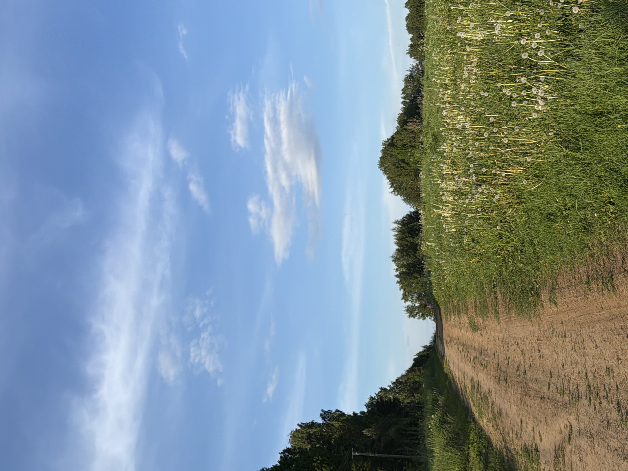 The image depicts a serene rural landscape, likely in Норд Снт, Russia, under a clear, bright blue sky dotted with scattered wispy white clouds. A wide, unpaved dirt path curves gently from the lower right foreground into the distance towards the left, inviting passage.
To the immediate left of the path, a verdant green field stretches across the midground, densely populated with dandelions that have gone to seed, their white, fluffy heads standing out against the green. A line of dark green, dense trees forms a horizontal band across the middle of the image, marking a distant treeline or border between open fields and more forested areas. The trees cast subtle shadows, indicating a sunny day.
The scene is devoid of people or animals, emphasizing a sense of natural tranquility and open space. The bright lighting suggests it is daytime, likely late morning or early afternoon, with pleasant weather conditions. There is no visible text in the image.