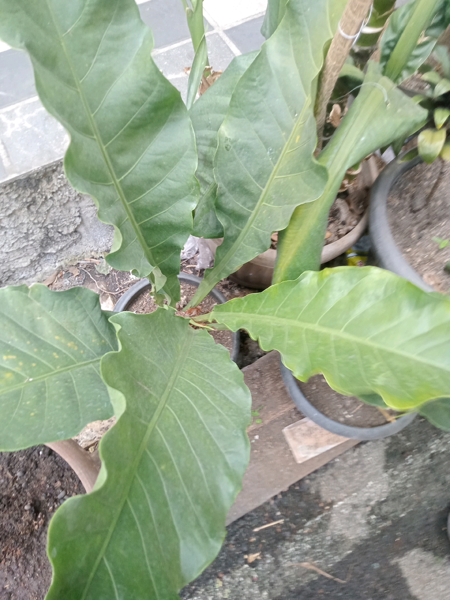 A top-down view of a large, healthy Anthurium plant with broad, dark green, wavy leaves. The plant is potted in dark soil within a black plastic pot, which is partially visible. The pot is situated outdoors on a textured grey surface, possibly a patio or walkway, with some debris scattered around. In the background, a grey, textured wall or structure is visible. The lighting is overcast, casting soft shadows.