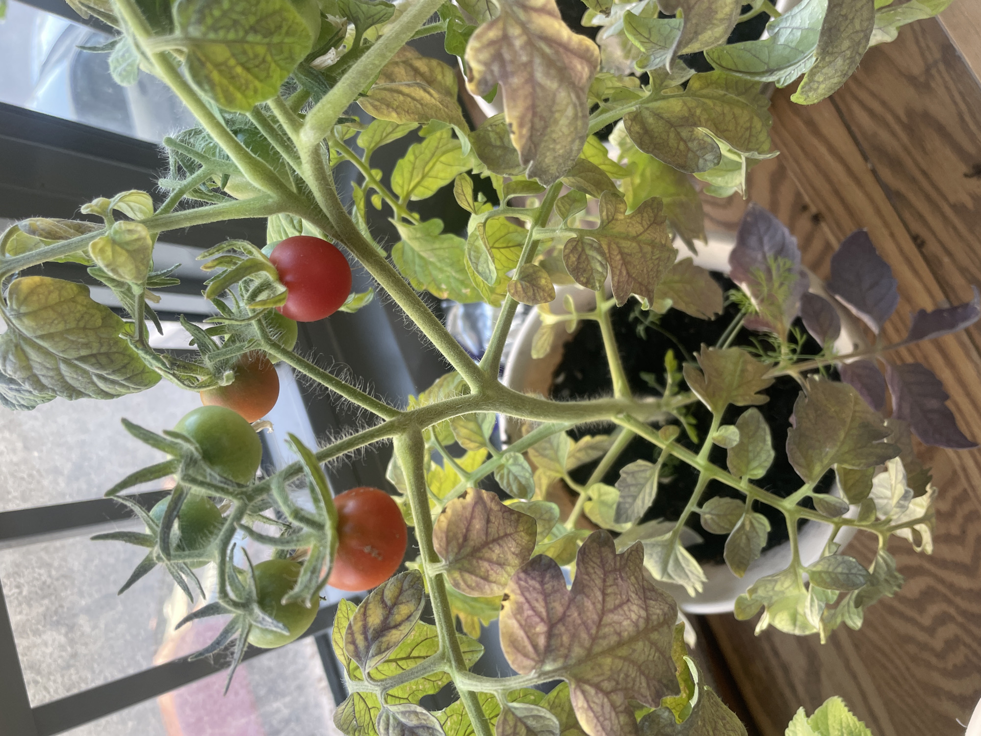 A close-up, top-down shot shows a small tomato plant with developing fruit and leaves. The plant is potted in a white container and sits on a wooden surface, possibly a table or windowsill. A window is visible in the background, suggesting the plant is indoors near natural light. The leaves display a mix of green and purplish-brown hues, with some showing signs of discoloration or wilting. Several small, green tomatoes are clustered together on a vine, while a few have begun to ripen into a bright red color. The plant's stems are fuzzy and covered in fine hairs. The lighting suggests it is daytime, with sunlight filtering through the window. No people or text are visible in the image. The location is contextually identified as Vnukovo, Russia.