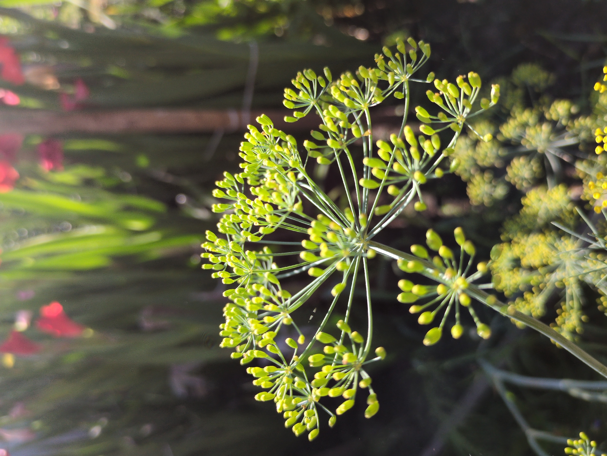 The image shows a close-up view of dill flowers with tiny green buds in a garden setting. The dill flowers are the main subject, with their intricate umbel structures. In the background, out-of-focus elements suggest other plants, including green foliage and some hints of red flowers. The lighting indicates it is daytime, with sunlight filtering through, creating some bright spots and shadows. The scene is likely outdoors, possibly a backyard or allotment garden. The location in Kulebaki, Russia, implies a natural, possibly rural or suburban environment where gardening is common. There are no people or animals visible in the image.