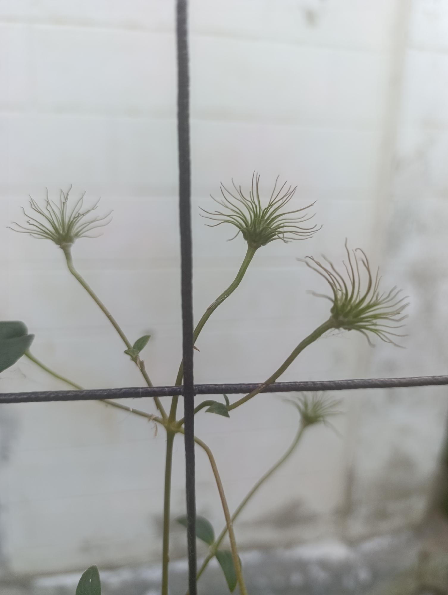 The image shows a close-up, slightly out-of-focus view of several clematis seed heads on slender stalks, possibly in a garden or yard. The seed heads are star-shaped with numerous fine, wispy filaments. They are predominantly green with some appearing to have dried and turned a lighter brown. The plants are growing on or near a dark, woven wire fence, with one wire passing horizontally across the frame in the foreground and a vertical wire slightly off-center. The background is a blurred, light-colored wall, possibly made of brick or concrete, with horizontal lines suggesting siding or grout. There are a few small green leaves visible on the plant stems. The lighting is soft and diffused, indicating an overcast day or shade. No people are present in the image. There is no information within the image to indicate it is located in Zaliznyi, Russia.