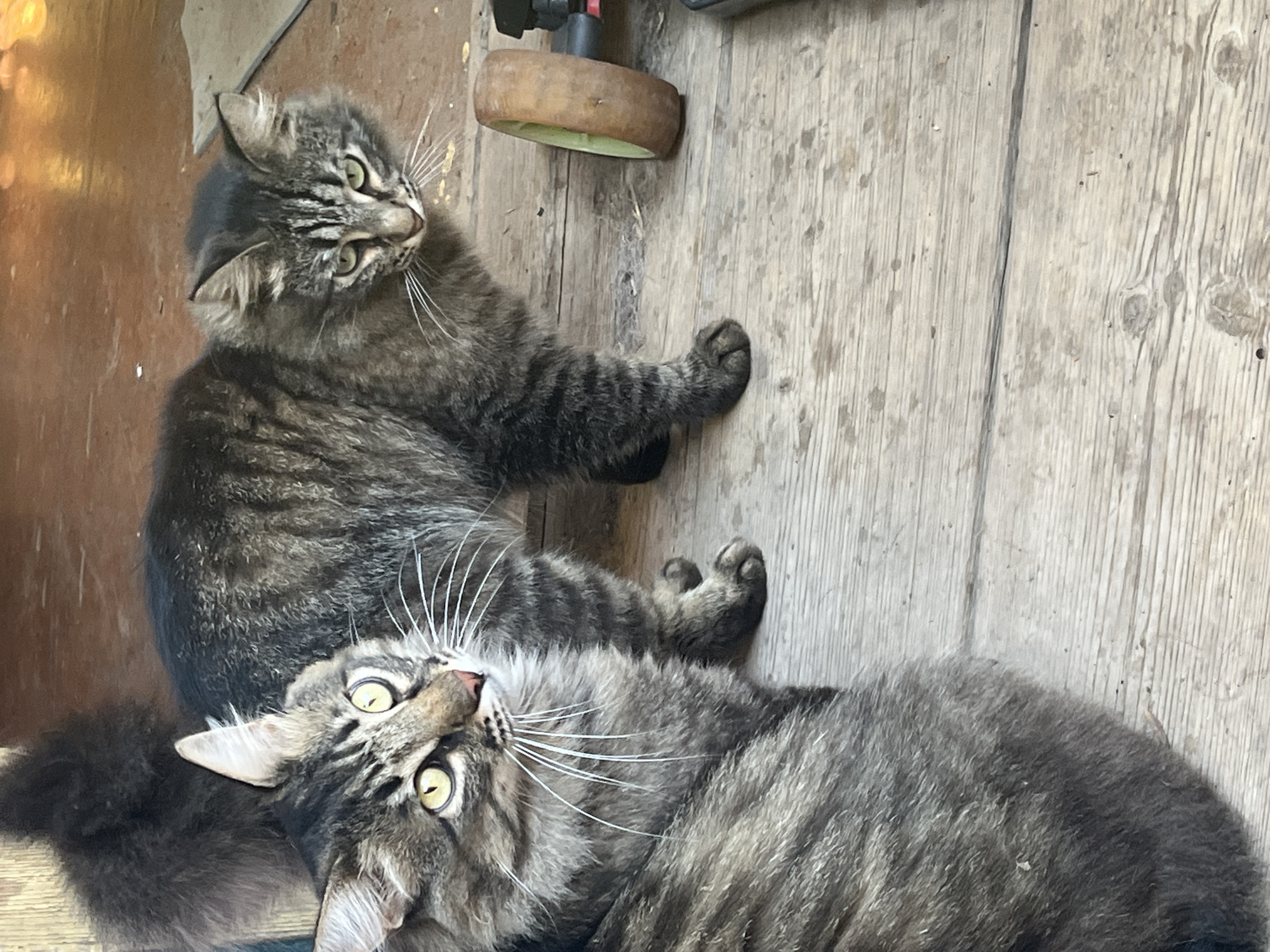 Two domestic cats are on a wooden floor. The cat in the foreground is to the left, facing right with its body mostly out of frame. The cat in the background is to the right, facing the viewer. Both cats have tabby markings and light green eyes. The floor is made of weathered wooden planks, some of which appear to be damaged. In the background, a brown wheel with a green center is visible, attached to an object that is mostly out of frame. The lighting suggests it is daytime. The environment appears to be outdoors or in a sheltered outdoor area, possibly a porch or patio, given the wooden flooring and the presence of a wheel which could be part of a cart or tool.