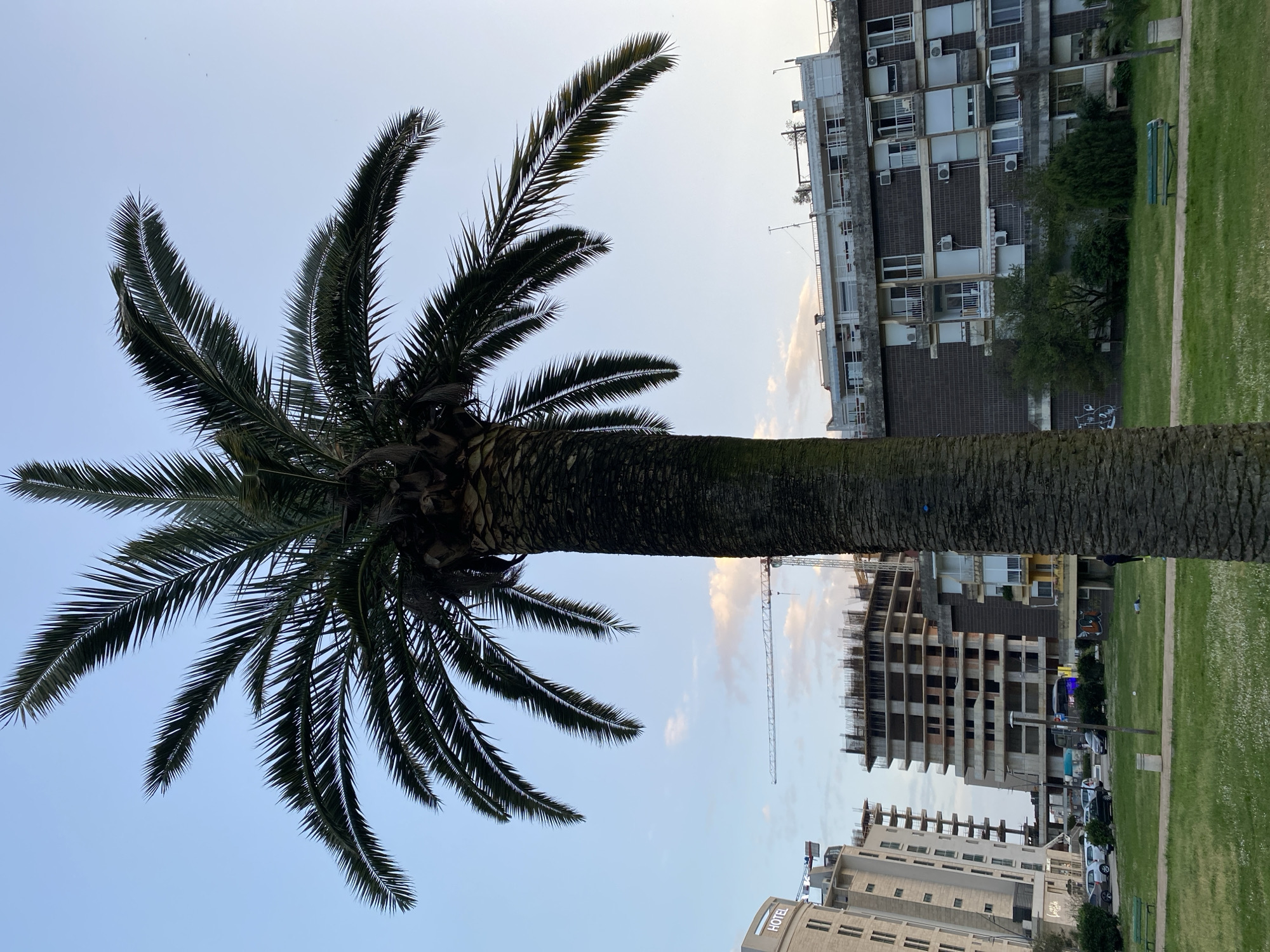 The image shows a tall palm tree with long, dark green fronds against a pale blue sky. The trunk of the palm dominates the center of the frame.
In the background, several buildings are visible, including a multi-story apartment building with many windows and air conditioning units. A building under construction is also present, with a construction crane visible above it. Below that building there is a hotel building with "HOTEL" written. A patch of green grass suggests a park or open space. The scene is located in an urban area, most likely a coastal city, as palm trees are commonly found in such climates. There are no people visible in the image. The presence of modern buildings and a construction site suggests a developing or growing urban environment. The image is taken from a low angle, looking up at the palm tree and the buildings in the background. Budva, Montenegro does not have a specific, notable construction site or hotel directly and immediately visible in conjunction with palm trees and architecture resembling the multi-story apartment building from this angle. However, the buildings are generic and a positive identification is not possible.