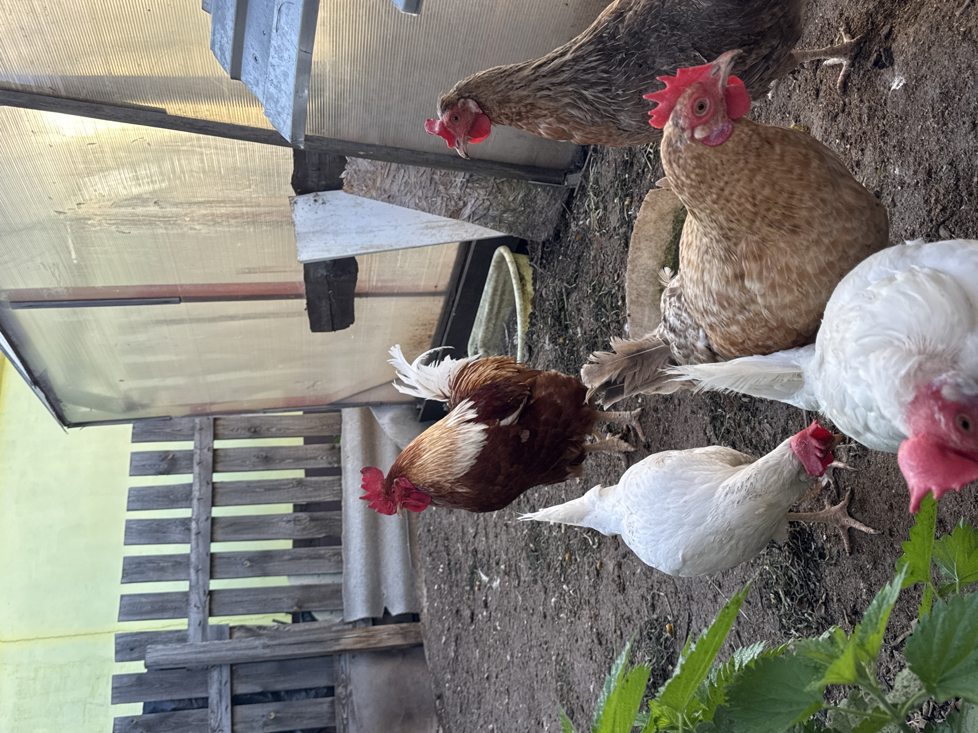 The scene is a poultry yard in the city of Chaikovsky, Russia. Five chickens of different breeds are visible. One is brown with dark specks, another is light brown, two are white, and one is a rooster with brown and white feathers. The chickens are standing on bare dirt. In the background is a wooden fence and a structure with a translucent roof. Some green plants are in the foreground.