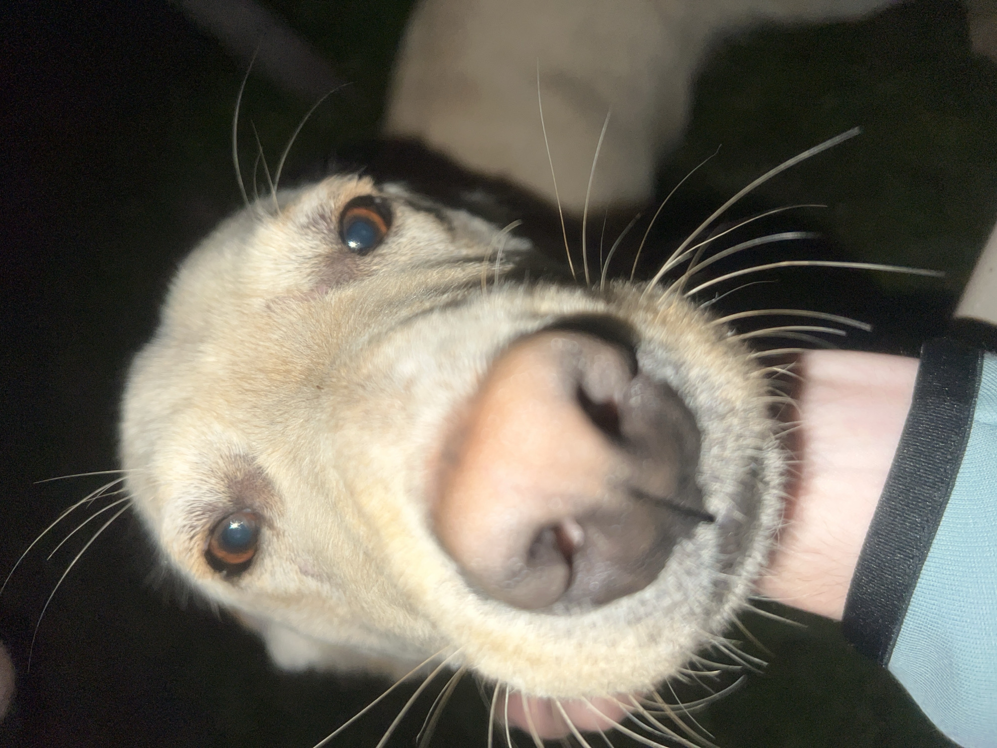 A close-up, upward-angled photograph shows the face of a light-colored dog, likely a Labrador or similar breed. The dog's nose is very prominent, filling much of the frame, with dark nostrils visible. The dog's eyes are hazel or brown, and whiskers extend outwards from its snout. A hand, wearing a light blue sleeve with dark trim, is visible on the right side of the frame. The background appears dark, possibly indicating an outdoor nighttime setting.