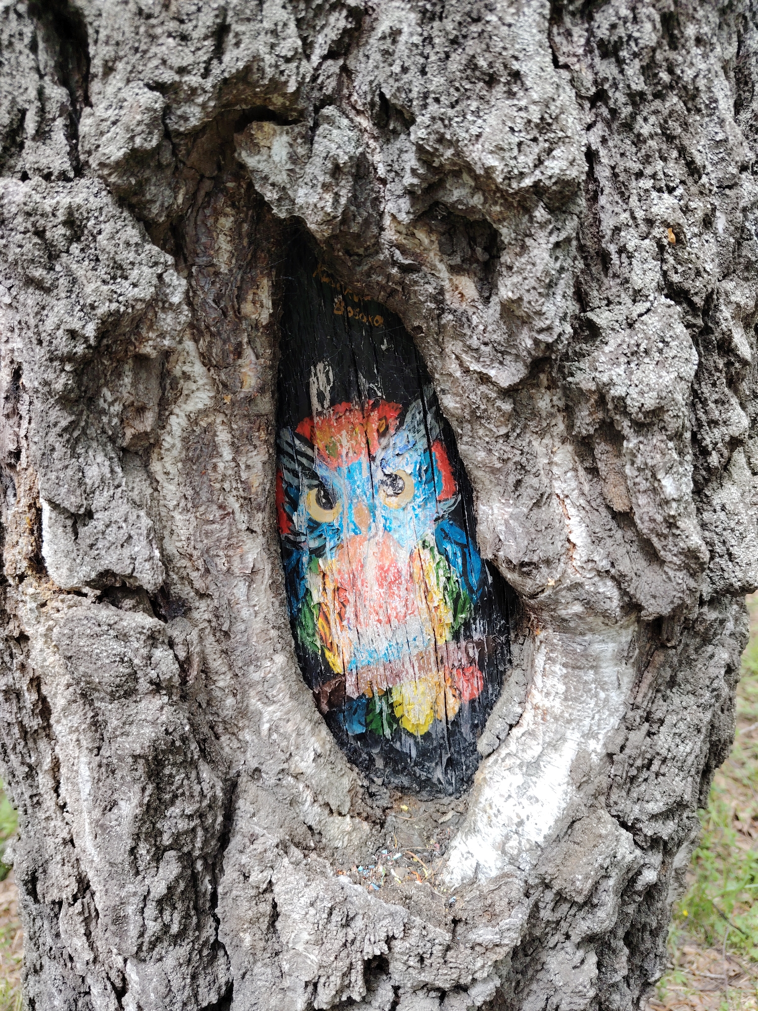 The image shows an owl painted inside a hollow in a tree. The owl is painted in various colors including blue, yellow, red, and white. The tree bark is rough and gray. The background is slightly out of focus, showing some green grass. The location in the city of Unknown, Unknown is not discernible.