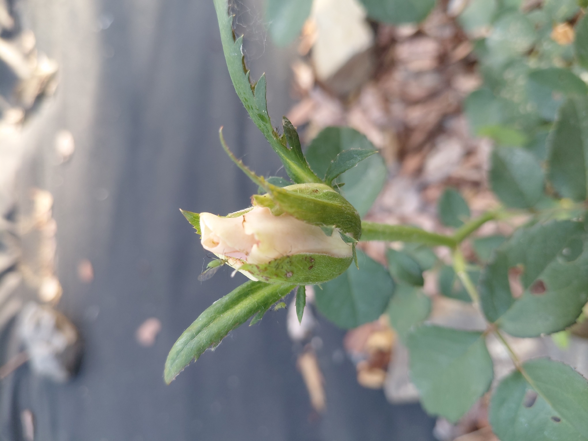 A close-up, slightly angled shot focuses on a light pink rose bud and its green sepals, which are covered with tiny green aphids. The bud is partially unfurled, revealing delicate petals. Some wisps of spiderweb are visible clinging to a serrated sepal on the left. The rose stem and leaves are also visible, with some leaves showing signs of damage or disease.
The background is blurred, but appears to be an outdoor setting. The ground is covered in what looks like mulch or dried leaves. In the upper right portion of the image, some out-of-focus, light-colored objects suggest rocks or other natural elements. The lighting indicates it is daytime, with diffused light that doesn't cast harsh shadows, possibly suggesting an overcast or shaded environment. The overall mood is one of nature and botany, with a slight hint of pest infestation on the rose. There is no visible text in the image.