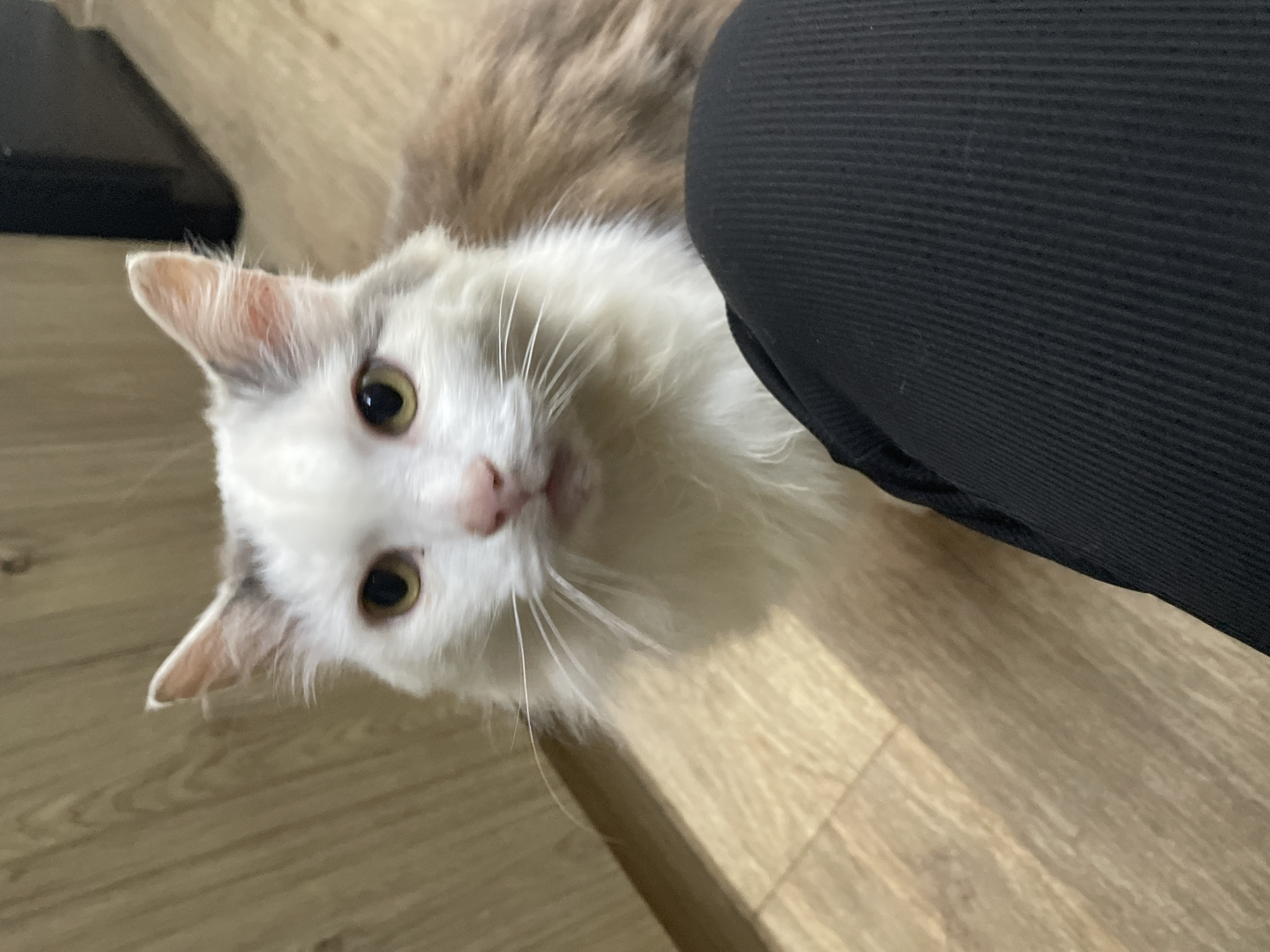 A white and brown domestic cat is the main subject of this indoor photograph, taken in Фоки, Russia. The cat, with prominent white fur, greenish-yellow eyes, a pink nose, and long white whiskers, is looking directly up at the camera. Its head is tilted slightly. The fur on its back and sides appears to be a light brown or greyish-brown.
The cat is positioned on a light-colored wooden or laminate floor, which occupies the lower and left portions of the frame. To the right, a dark, possibly black, piece of ribbed fabric, which appears to be a person's leg or clothing, is visible, partially obscured by the cat's fur. The cat is very close to the camera, suggesting an intimate moment or interaction. The lighting appears to be ambient indoor light. No text is visible in the image.