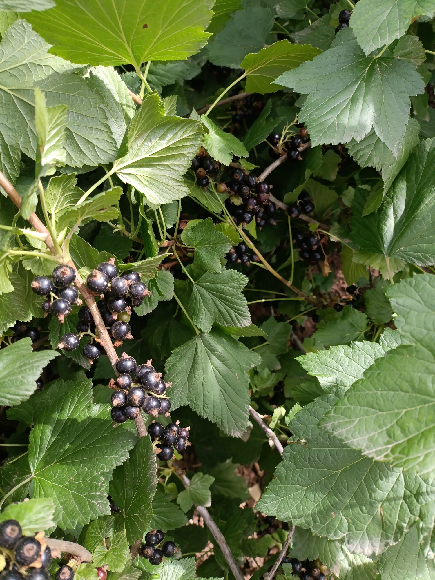 A close-up, vertical shot captures a black currant bush in the rural environment of Kyzyl Suu, Kyrgyzstan. The image is filled with abundant green leaves, some of which are backlit by sunlight, creating a textured appearance. Clusters of ripe black currants are visible throughout the foliage, attached to thin branches. The ground beneath the bush is not clearly visible, suggesting a natural, outdoor setting. There are no people or animals present in the frame.