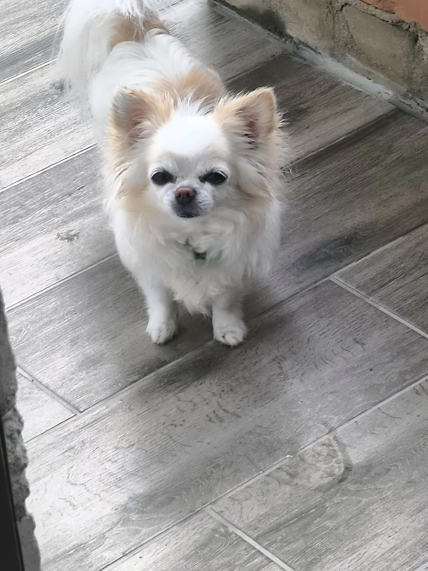 A long-haired, cream-colored Chihuahua with tan markings on its ears and back stands on a grey tiled floor, facing the camera. The dog has a green collar. The background consists of a tiled wall and what appears to be an outdoor setting. The image is a medium shot, focusing on the dog. The location is not ascertainable from the image.